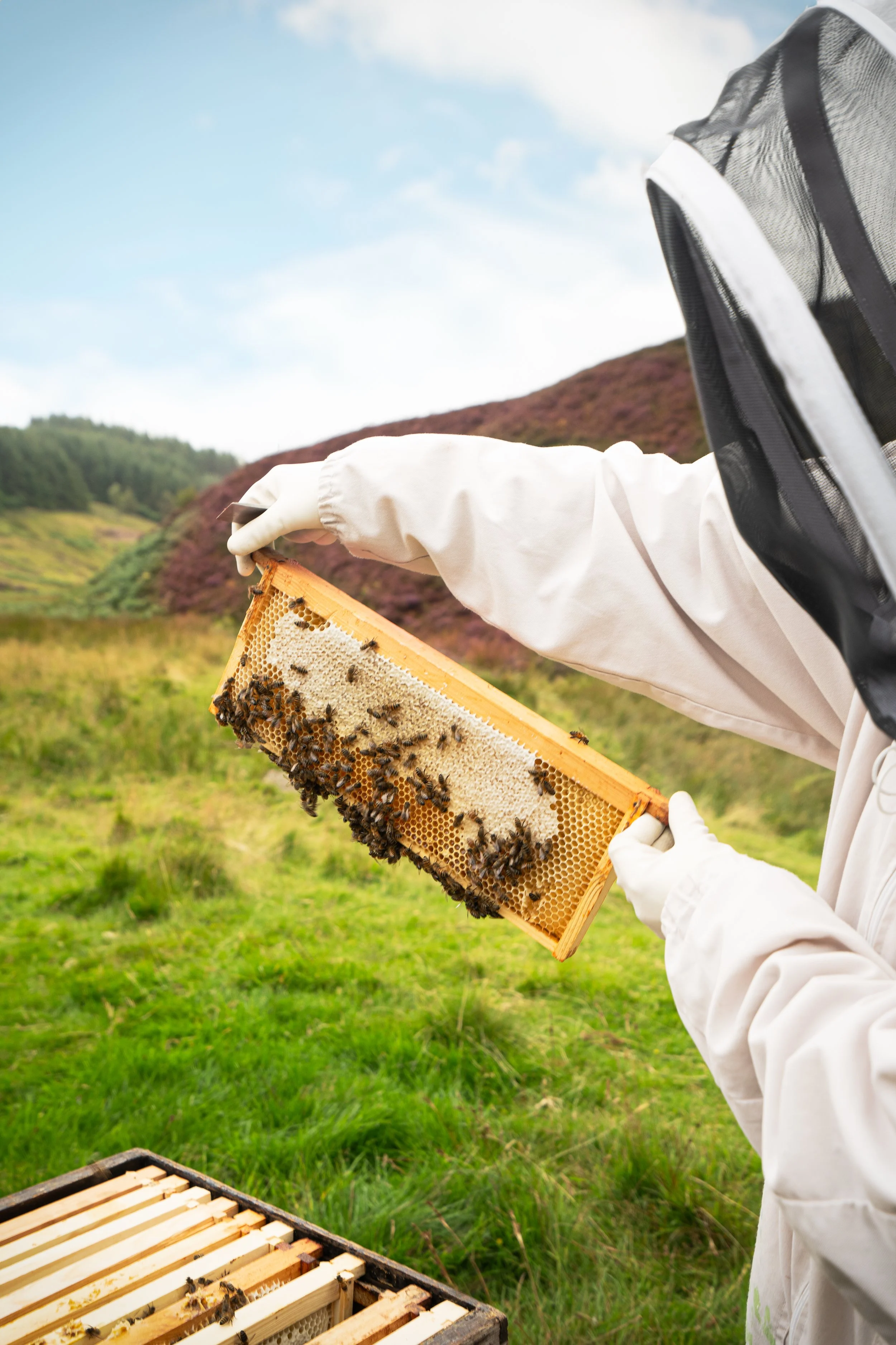 Person inspecting a beehive frame with bees outdoors against a green hilly landscape.
