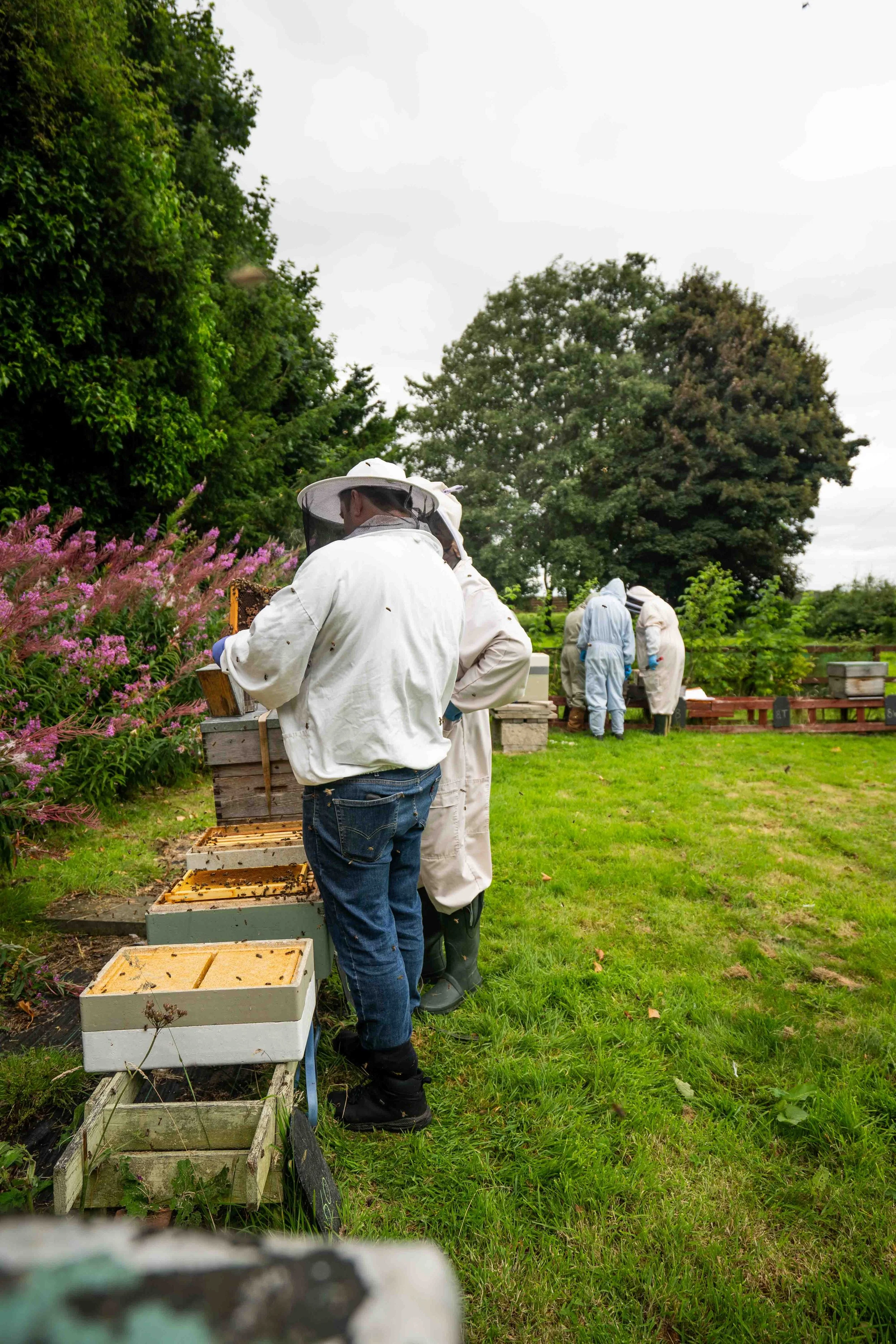 Beekeepers in white suits inspecting beehives outdoors on a grassy area surrounded by trees and purple flowers.