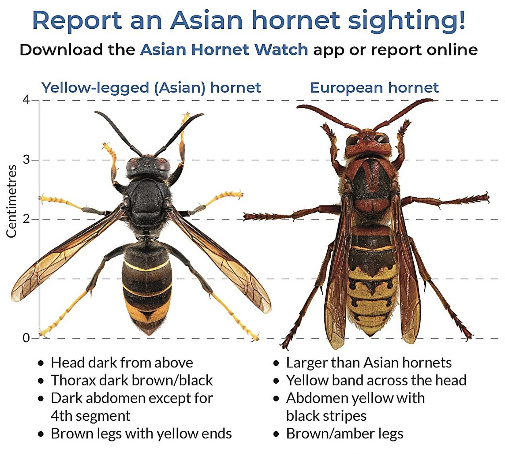 Comparison chart of Asian hornet and European hornet with size and appearance features, including antennae, head color, thorax color, abdomen markings, and leg color.
