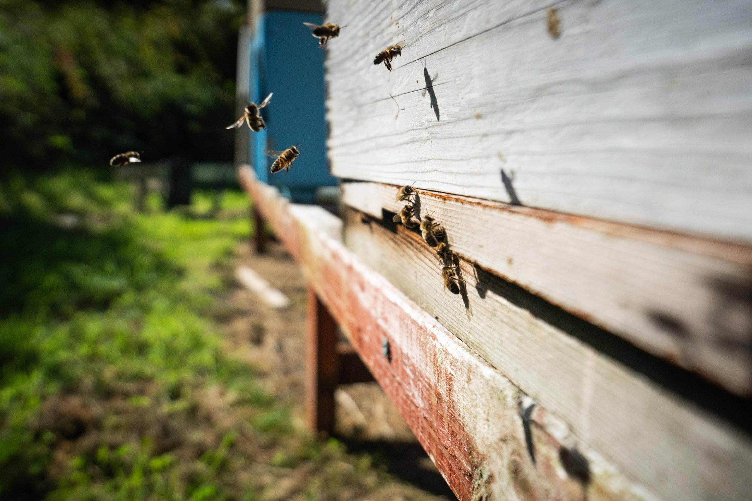 Bees flying near a wooden bee hive on a sunny day.