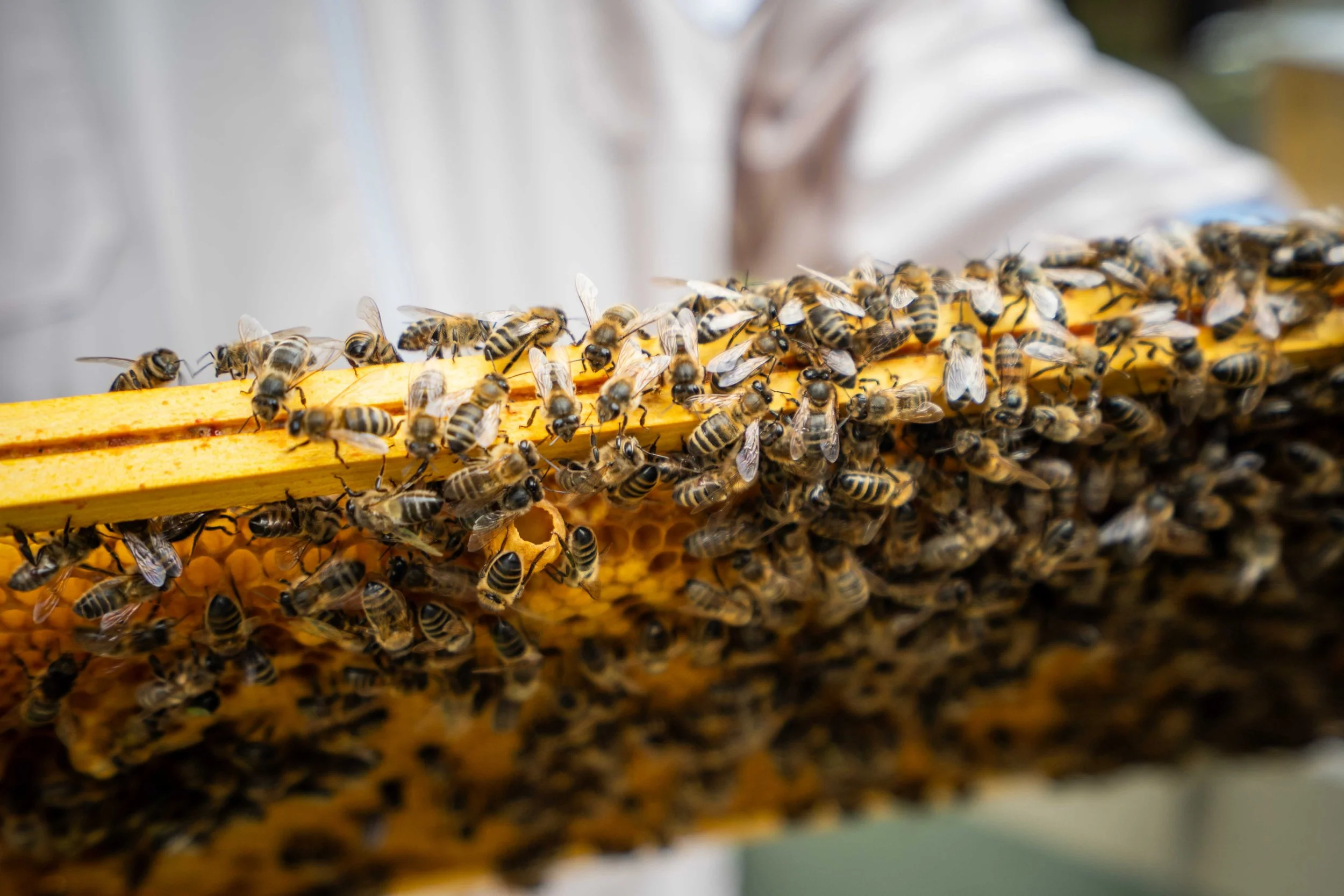 Close-up of a hive with numerous bees on honeycomb and wooden frame.