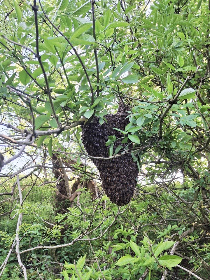 Swarm of bees by Peter Shaw