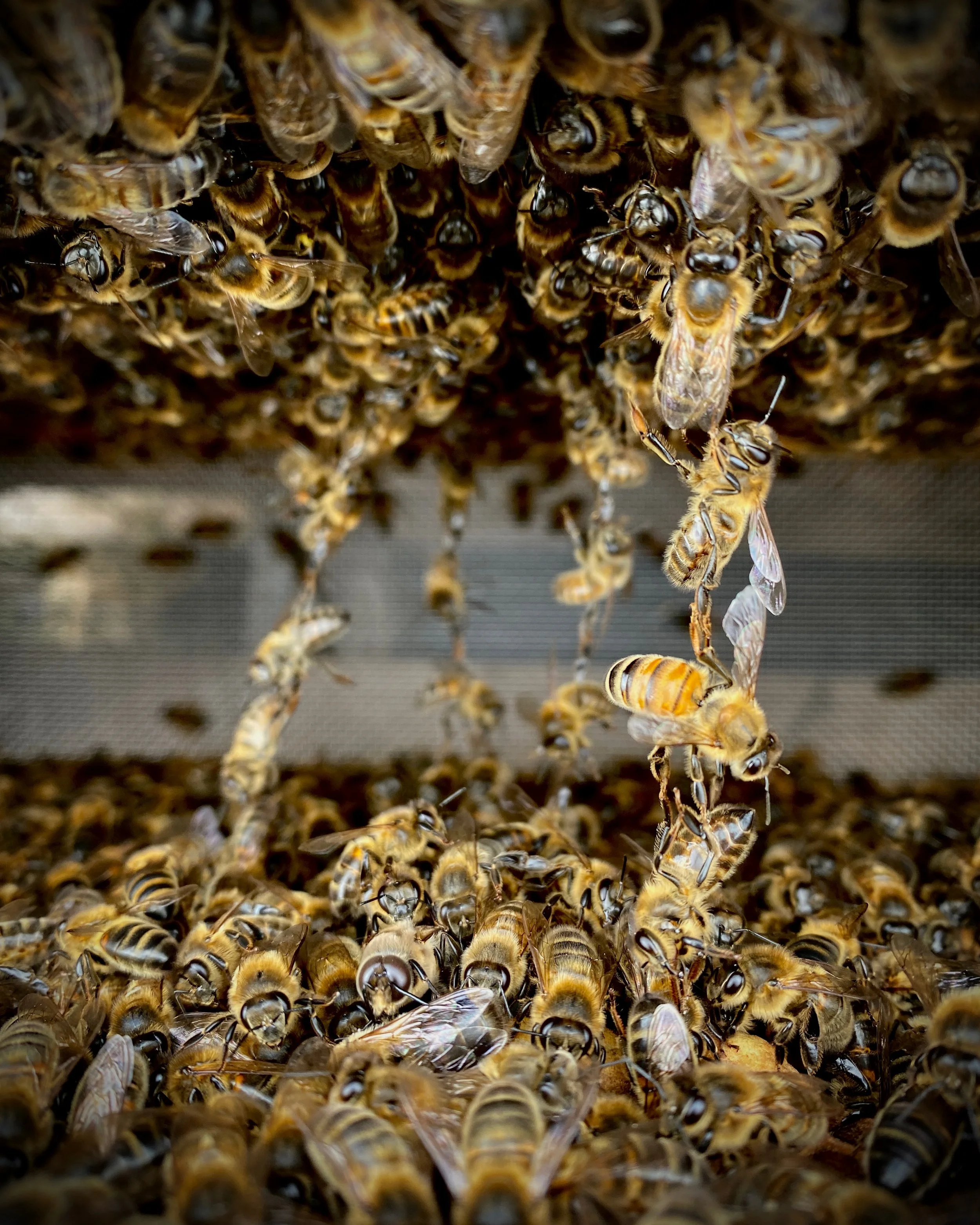 Close-up of a beehive with numerous honey bees working together.
