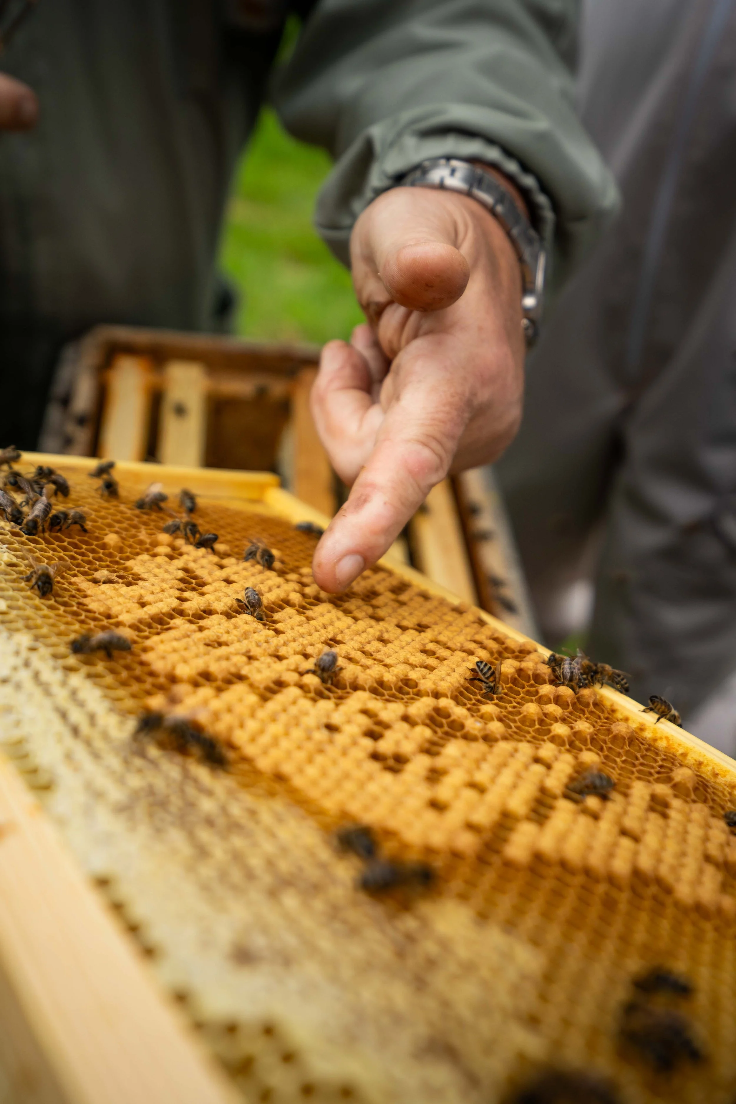 A beekeeper inspecting a honeycomb with bees, pointing to a section of the honeycomb frame.
