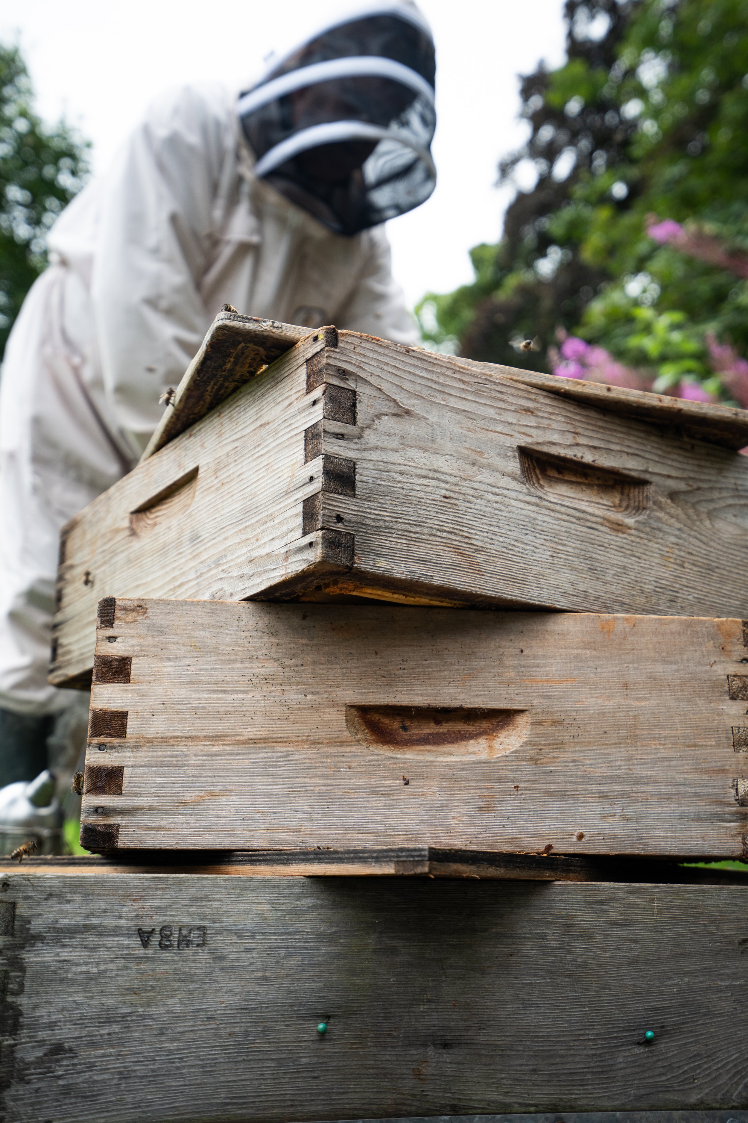 A beekeeper wearing protective clothing and gloves handling beehives outdoors.