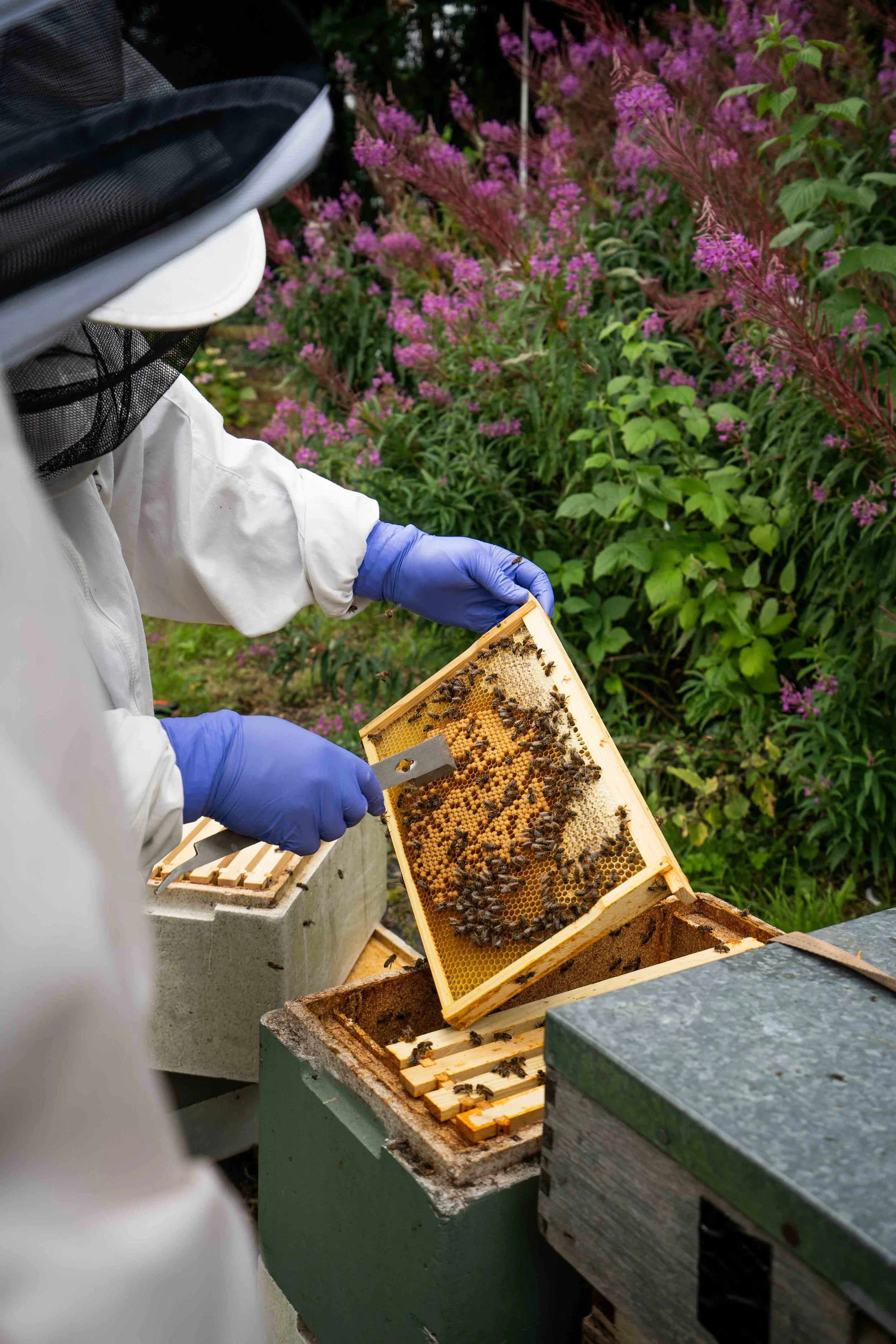 A beekeeper inspecting a honeycomb frame from a beehive, wearing protective gear and surrounded by pink flowering plants.
