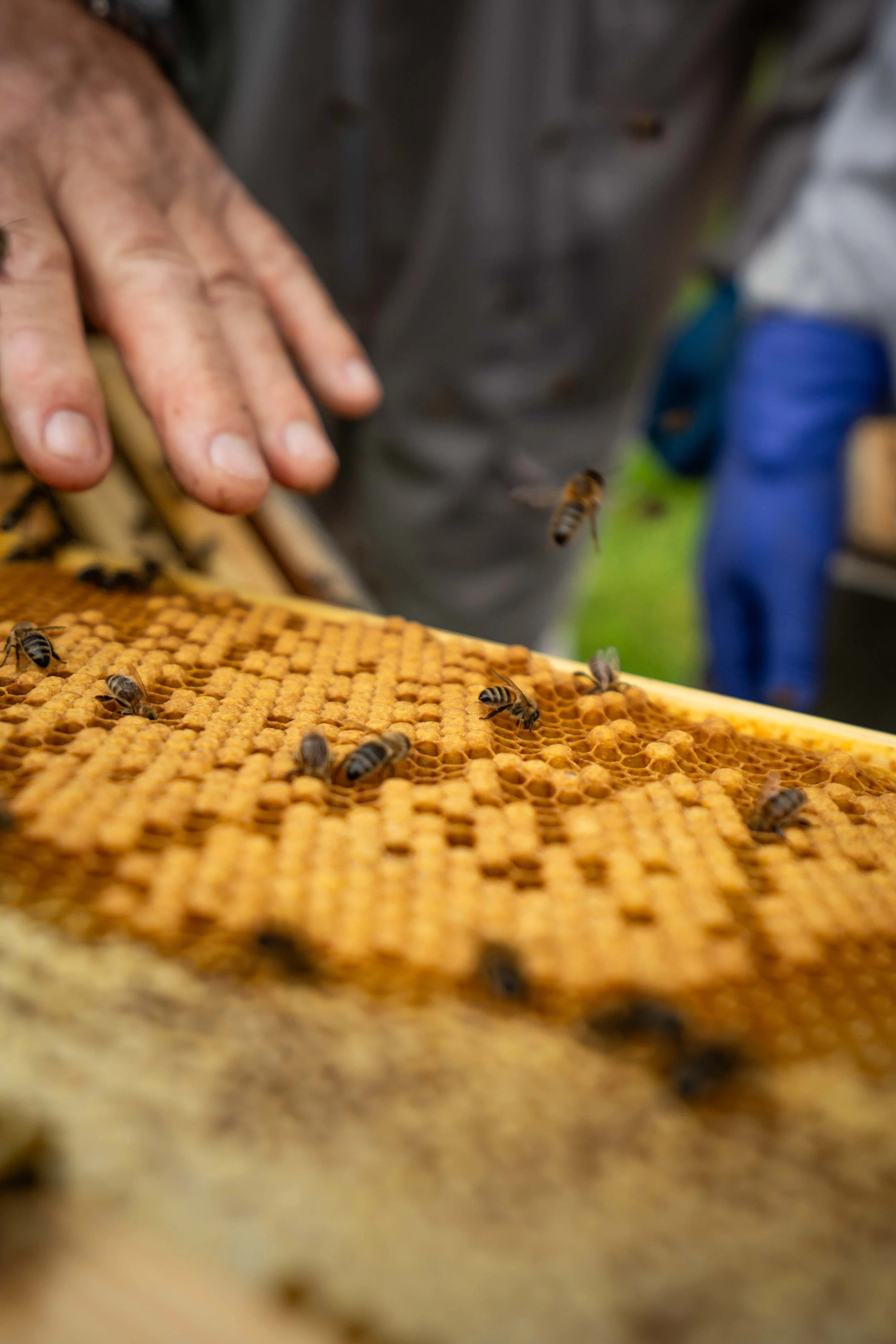 Close-up of a beekeeper's hand with bees on a honeycomb frame.
