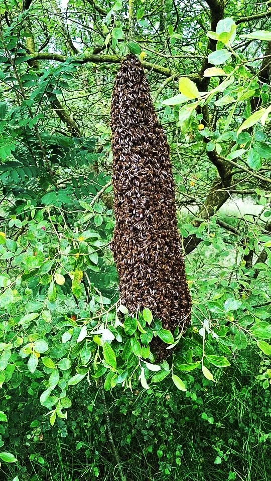 A large bee swarm hanging from a tree branch in a green wooded area.