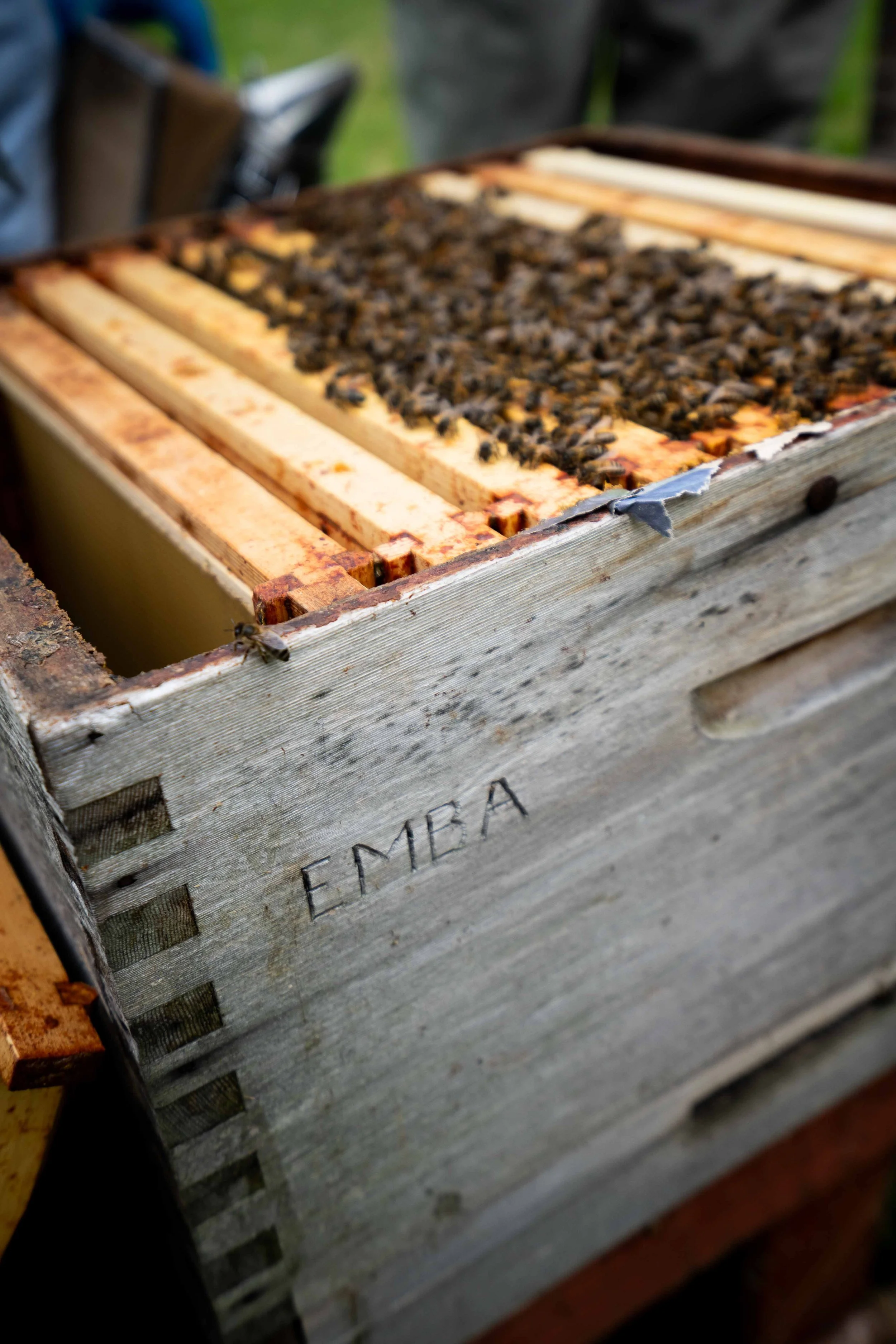 A wooden beekeeping box marked with the name EMBA, containing honeycomb frames and bees on the surface.
