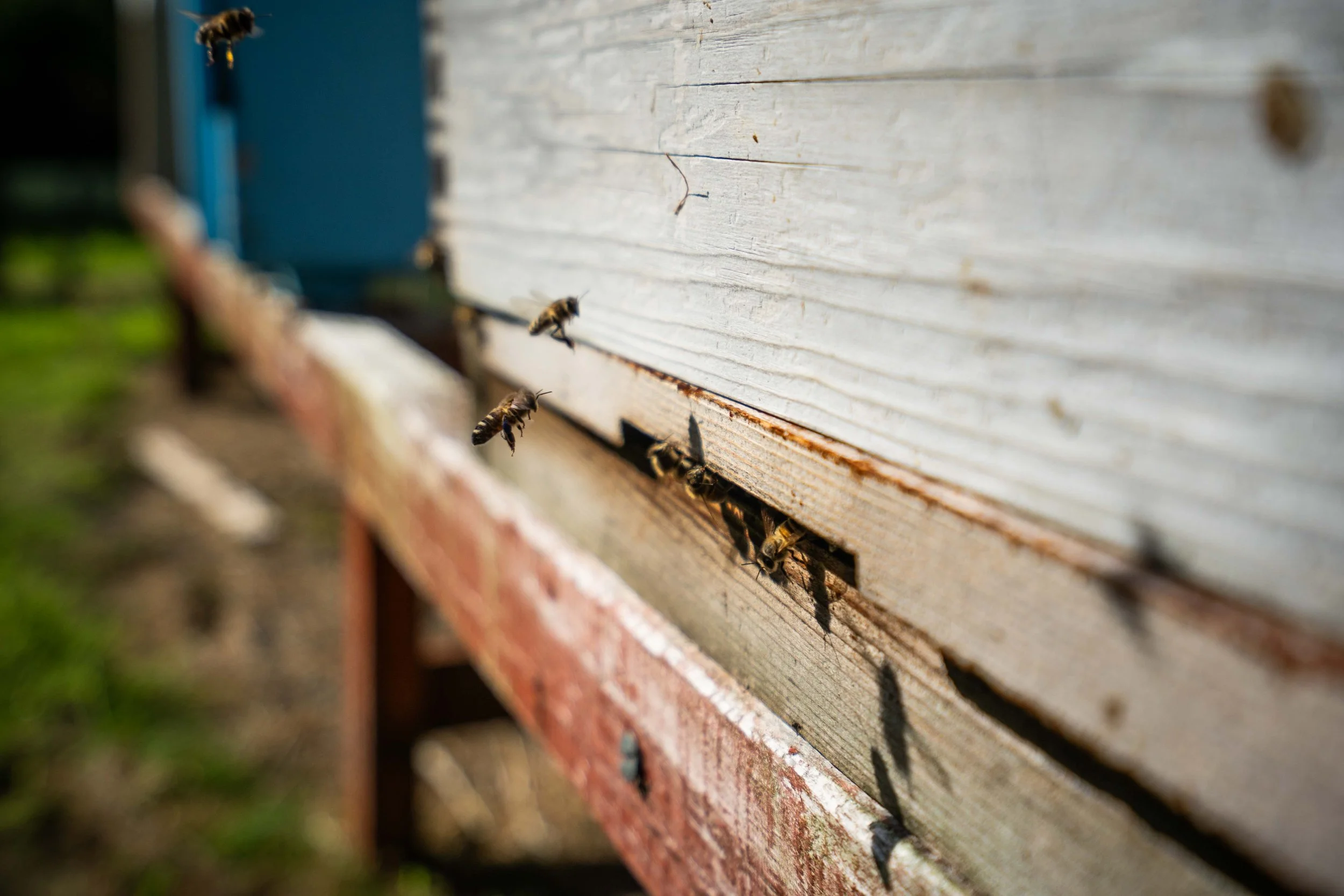 Bees flying near the entrance of a bee hive on a wooden structure.