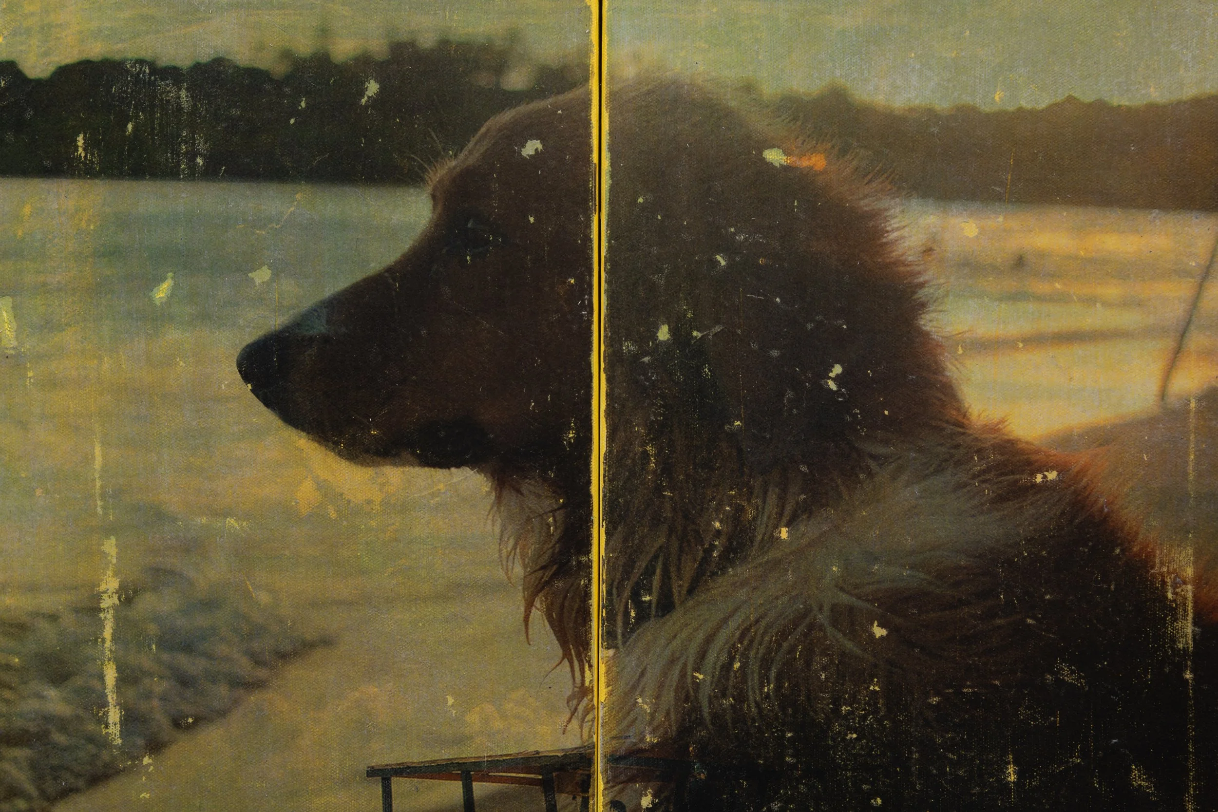 Vira lata caramelo, 2026
—
Transferência de fotografia e tinta acrílica e pastel oleoso sobre tela
40 x  60 cm