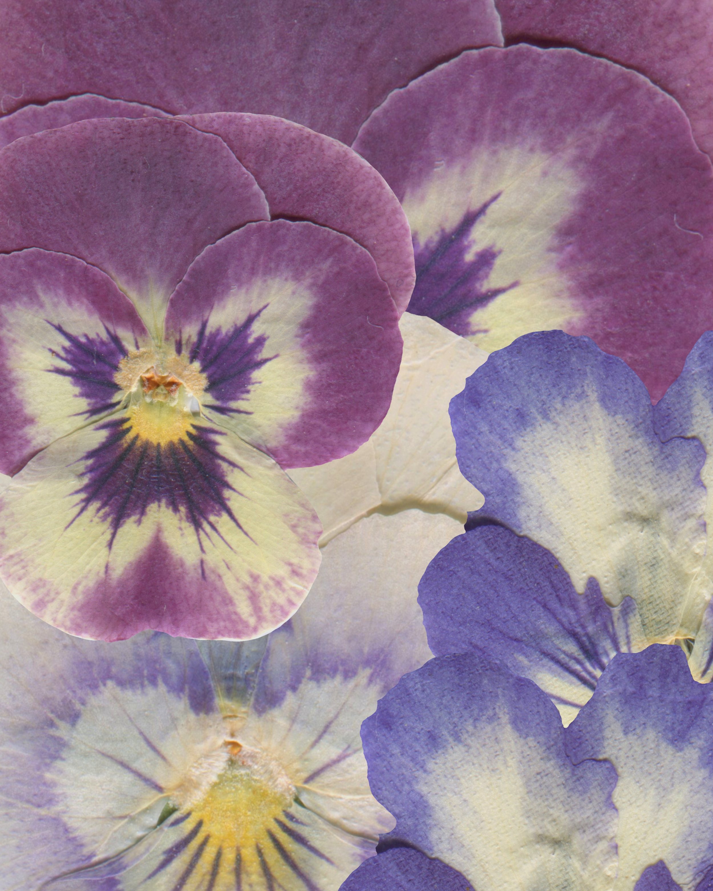 Close-up of purple, cream, and yellow pansy flowers.