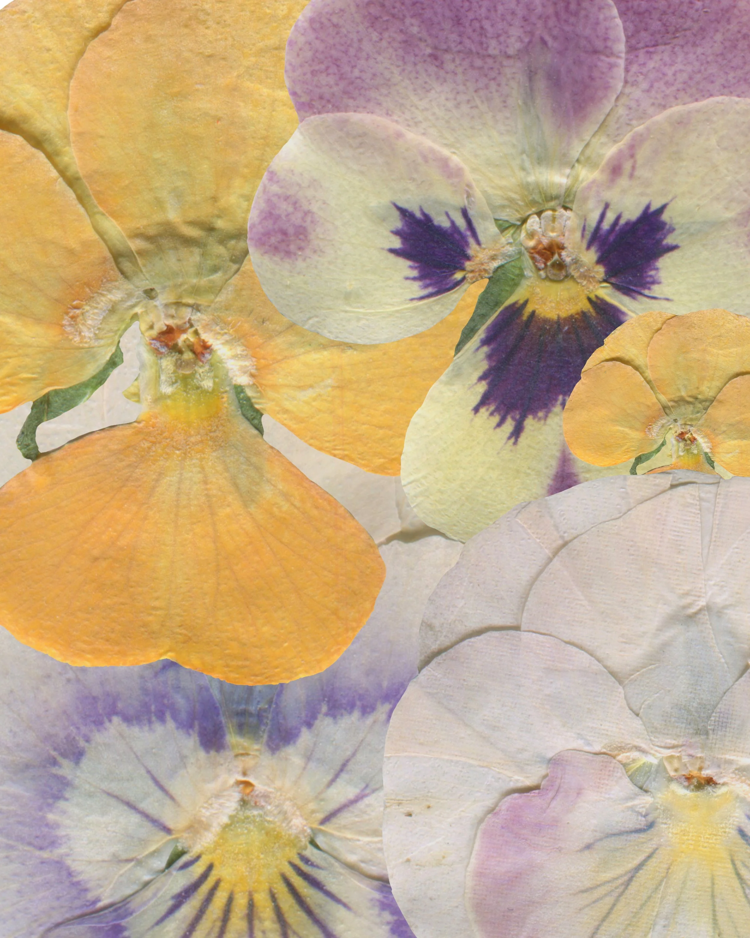 Close-up of colorful pansy flowers with yellow, purple, and white petals.