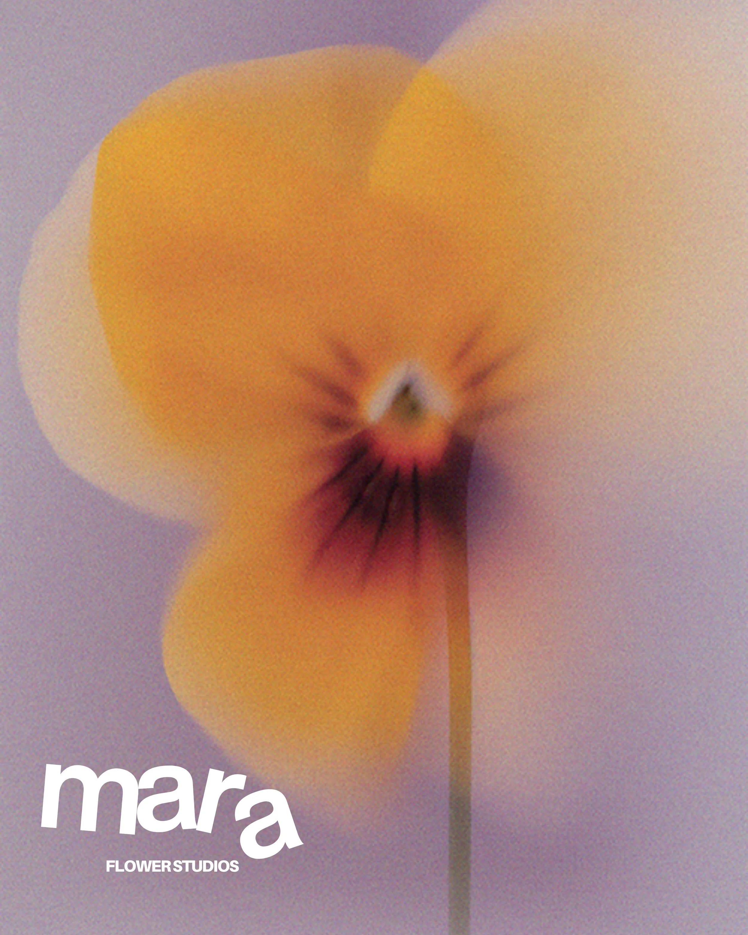 A close-up of a yellow flower with purple background, with the word Mara and 'Flower Studios' written in white text at the bottom left corner.