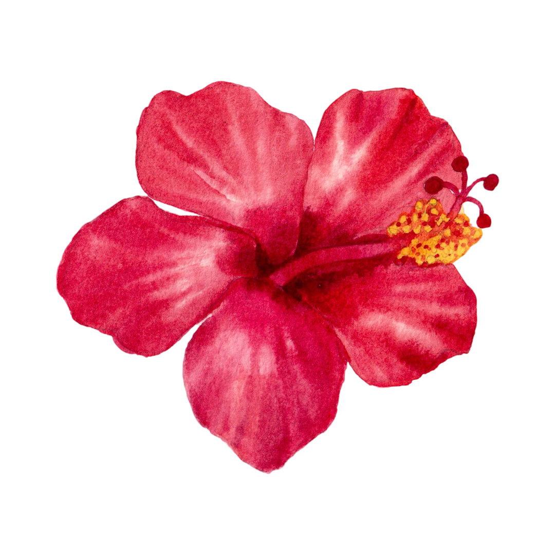 Red watercolor hibiscus flower