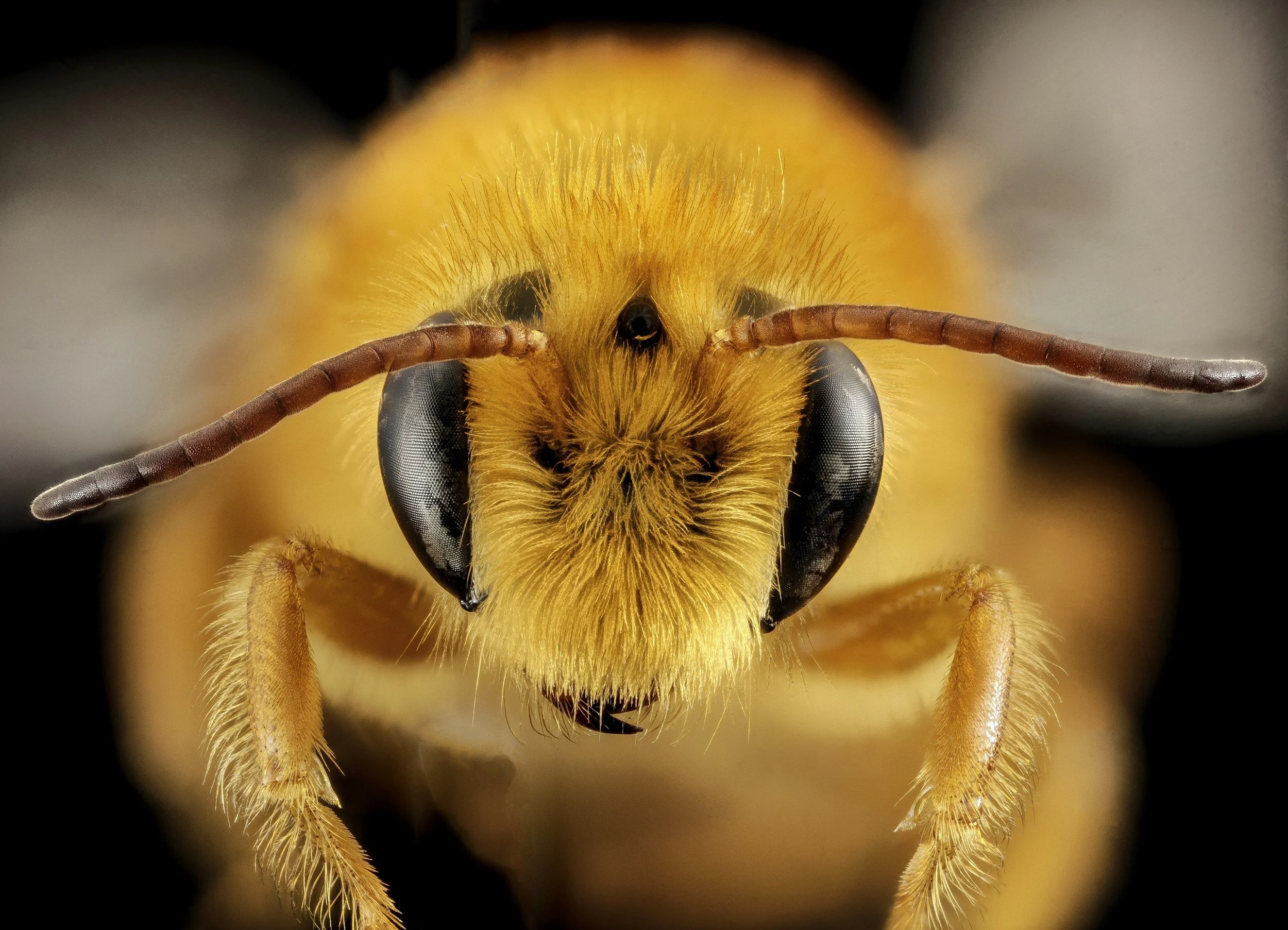 Close-up of a bee's face showing large black eyes, antennae, and furry yellow body on a black background.
