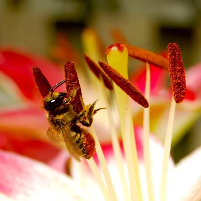 Fullard Apiaries - Pollinator Habitat Installation Services