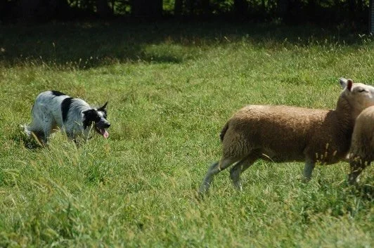 @baaramewes has been a longstanding vendor at the Bethel Lane farm stop in both locations. They&rsquo;re also located on Bethel Lane as well so talk about buying &amp; supporting local!  Thom &amp; Jana and their amazing stock dogs work and raise the