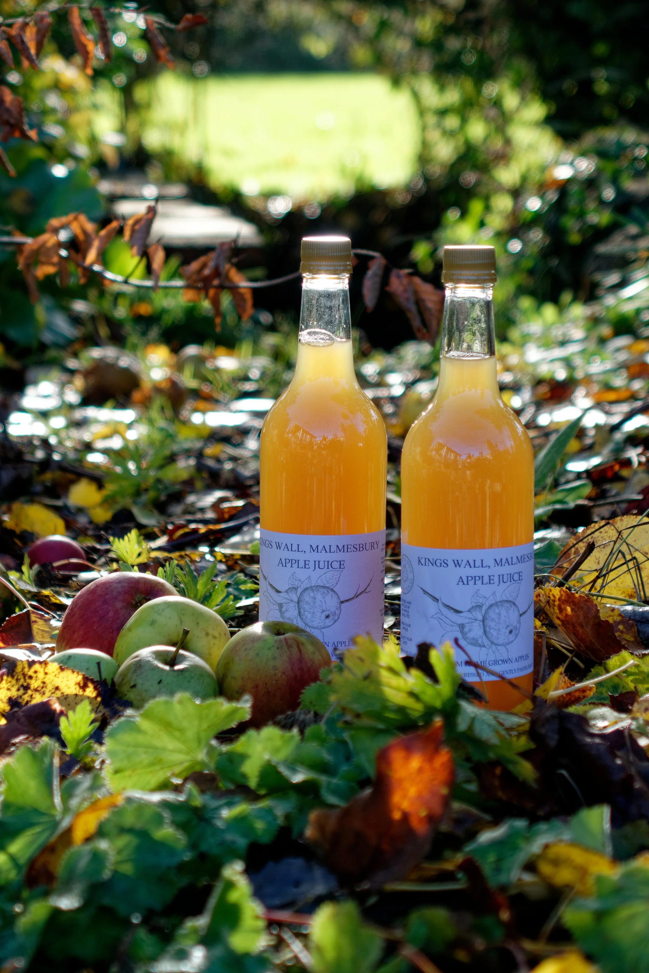 Two bottles of apple juice placed on the ground among fallen leaves and apples in an outdoor setting.