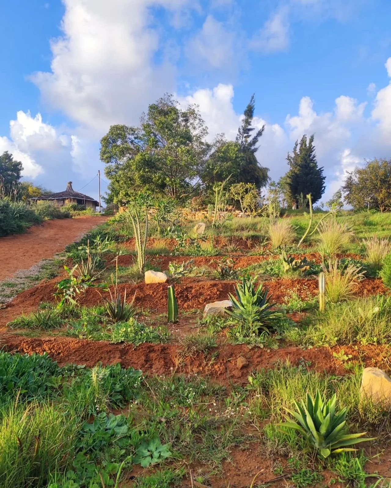 WhatsApp Image 2026-02-11 at 17.27.00.jpeg