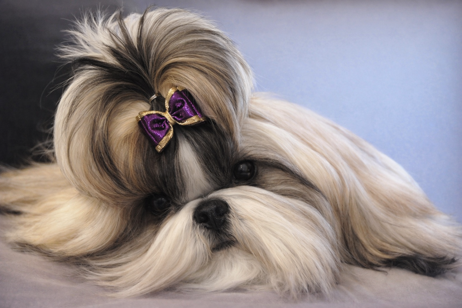 2010- Tylie’s Blog