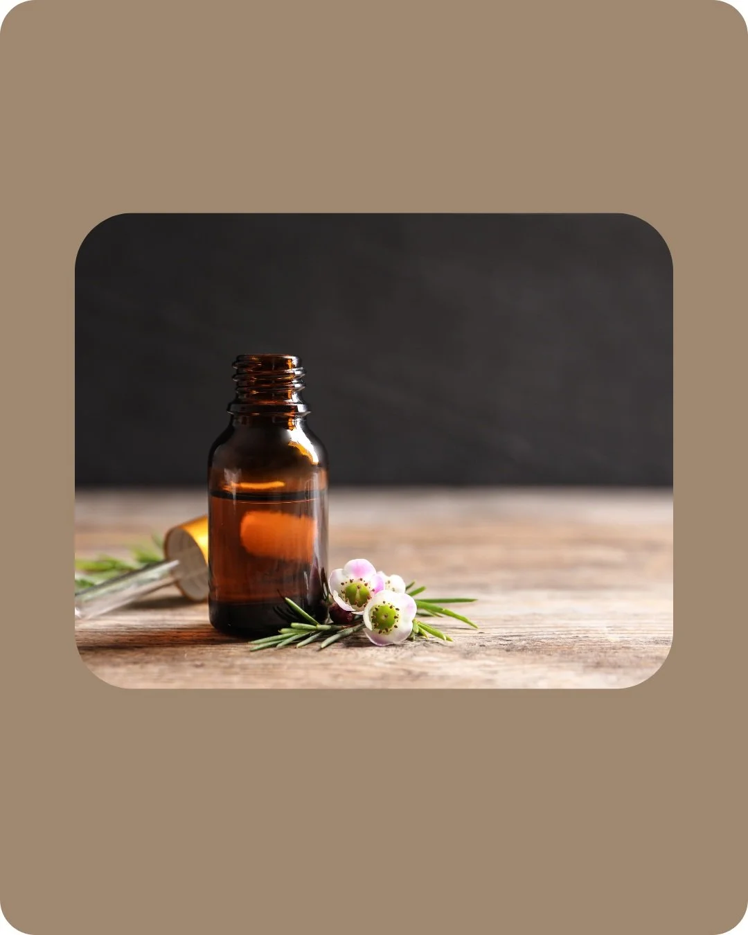 Amber glass bottle of tea tree essential oil with white tea tree flowers on a wooden surface