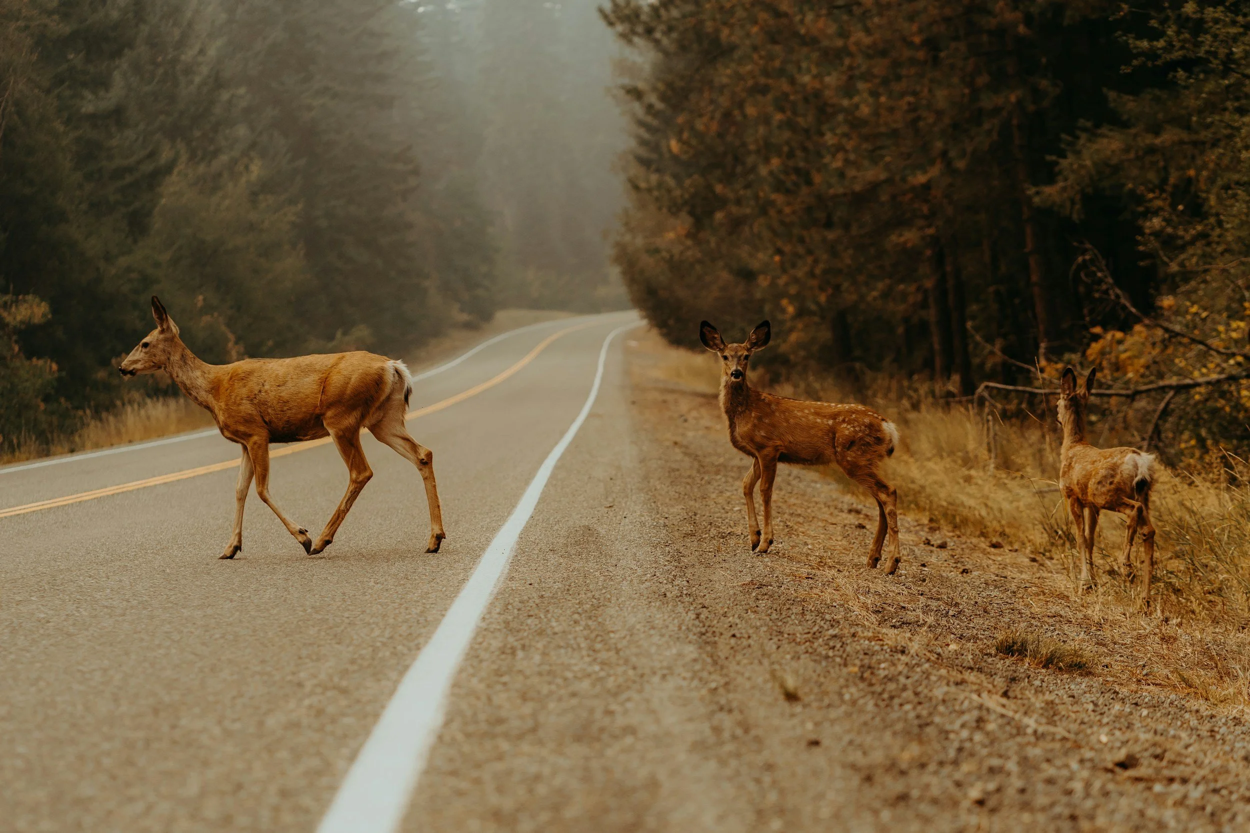 Do I need comprehensive coverage for deer damage?