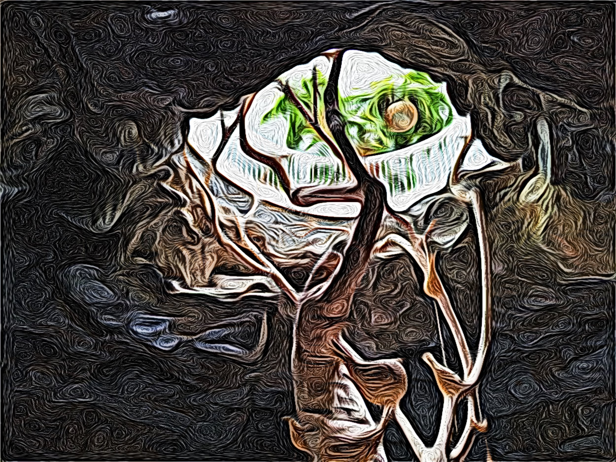 Imported_Image 7.jpg
