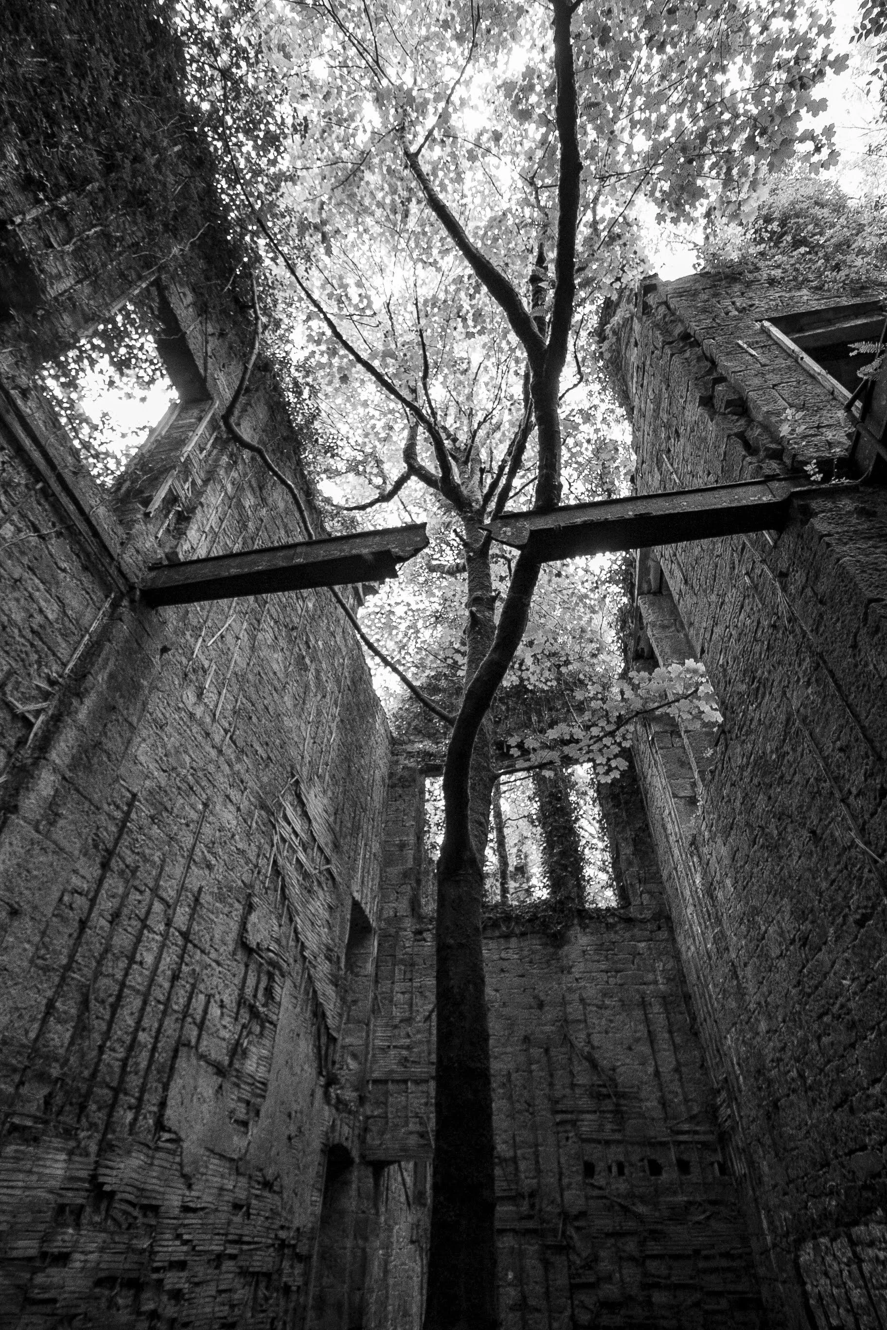 A black and white photograph of an outdoor scene showing a tall tree growing between two old brick walls. The walls have windows and appear to be part of an abandoned or ruined building. The tree's branches and leaves extend upward and outward, reach