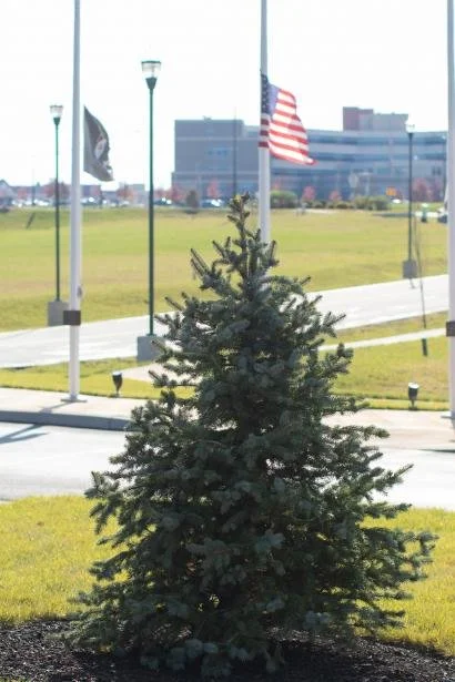 Tree of Remembrance