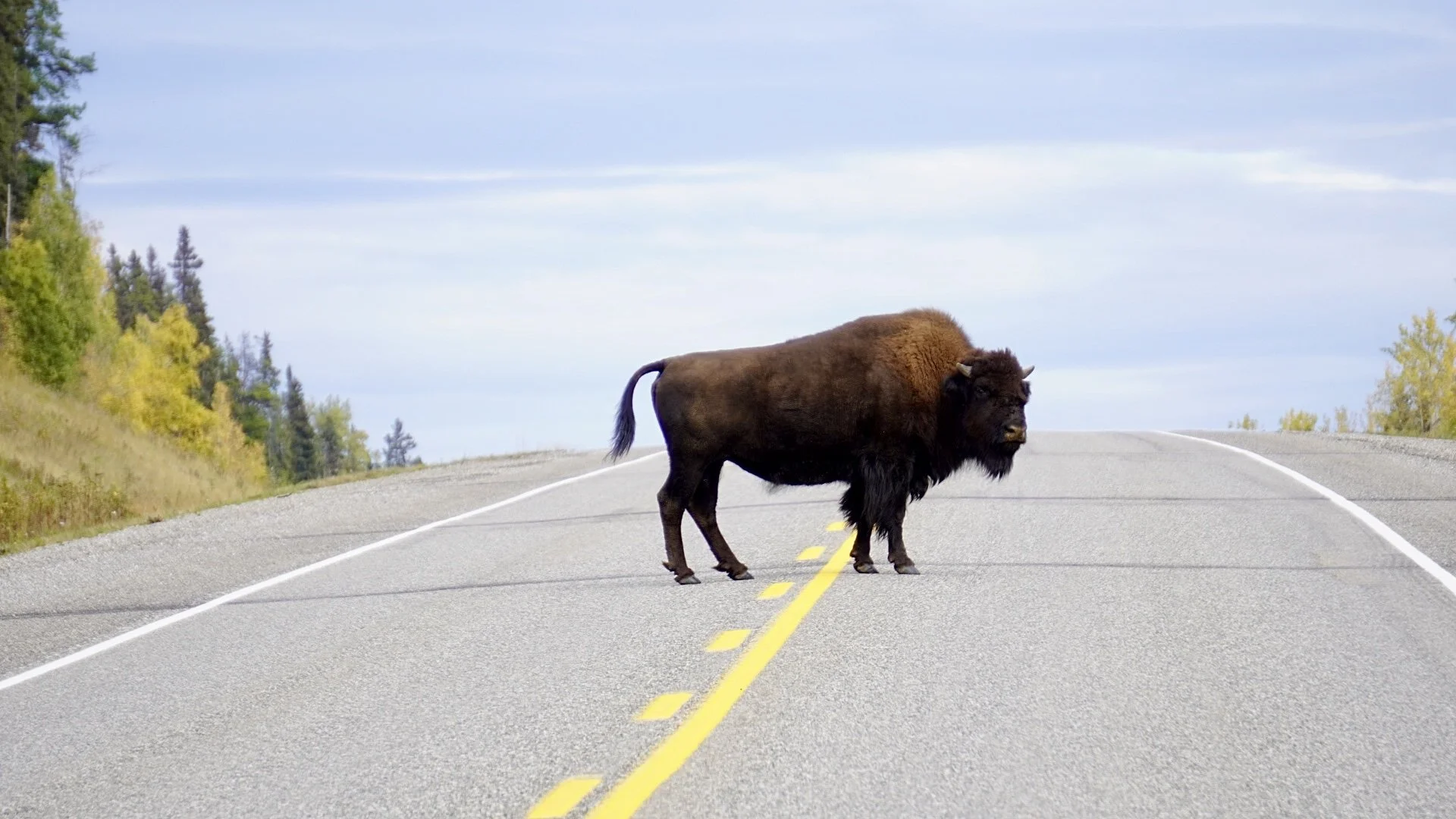 Where the wild things roam