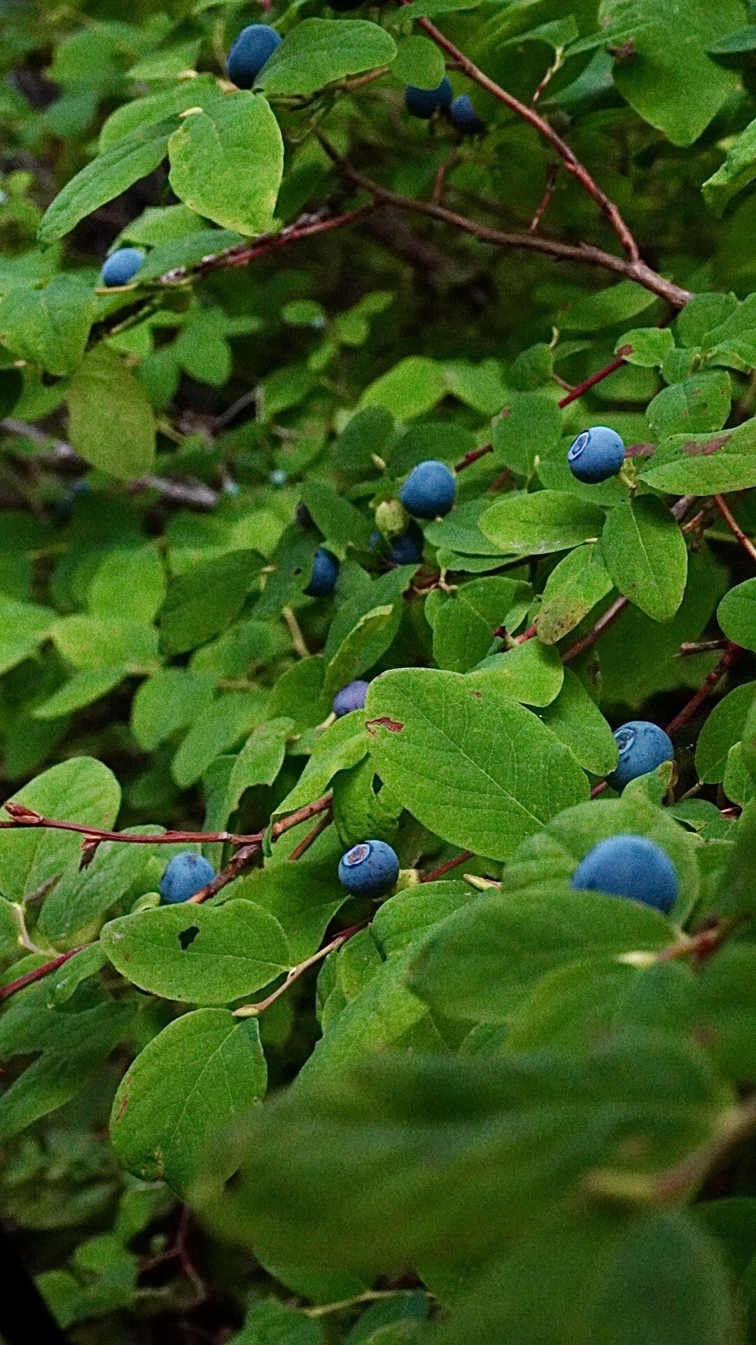 Wild Blueberries, Haines, AK, 8.08.25