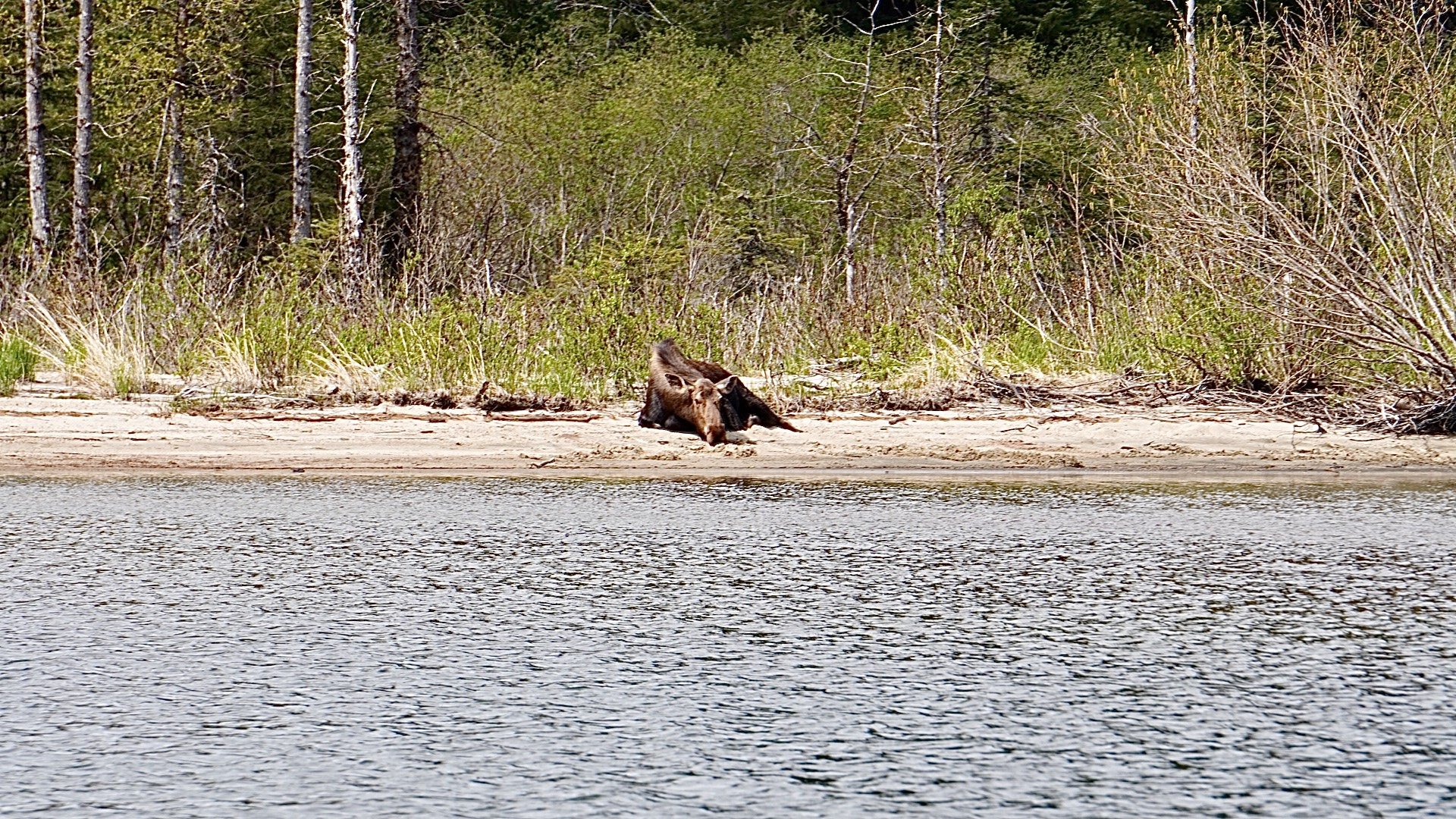 Sunbathing Moose, Haines, AK, 5.19.25