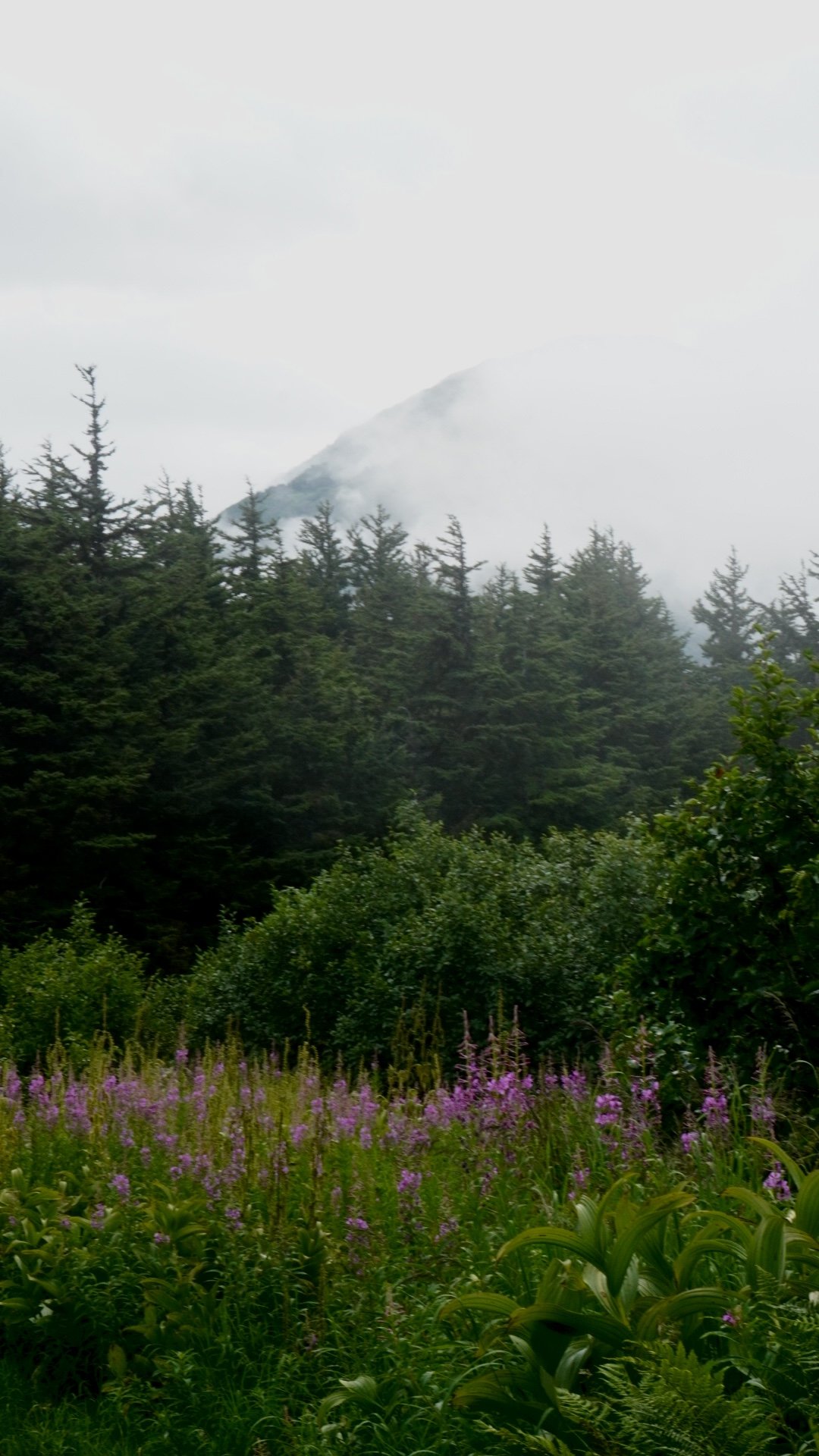 Flower Mountain, Haines, AK, 8.07.25