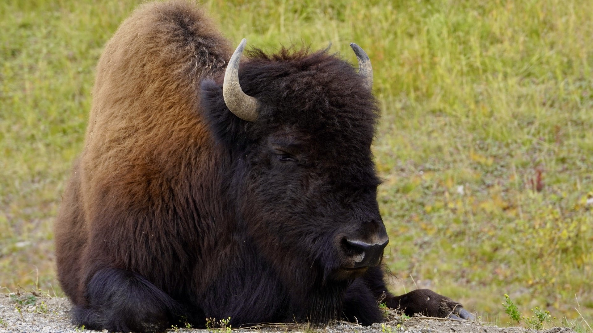 Alaska Highway, BC, 9.19.25