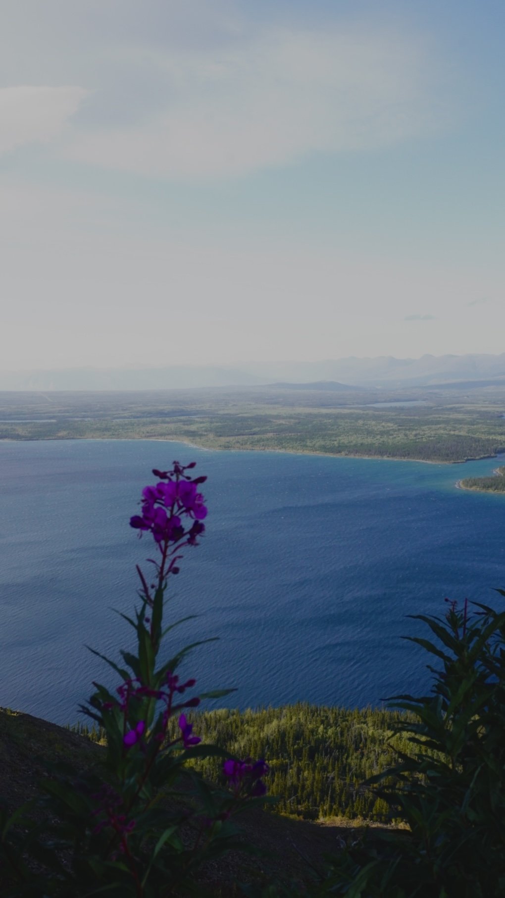Fireweed Blossom, Kings Throne, 8.29.25