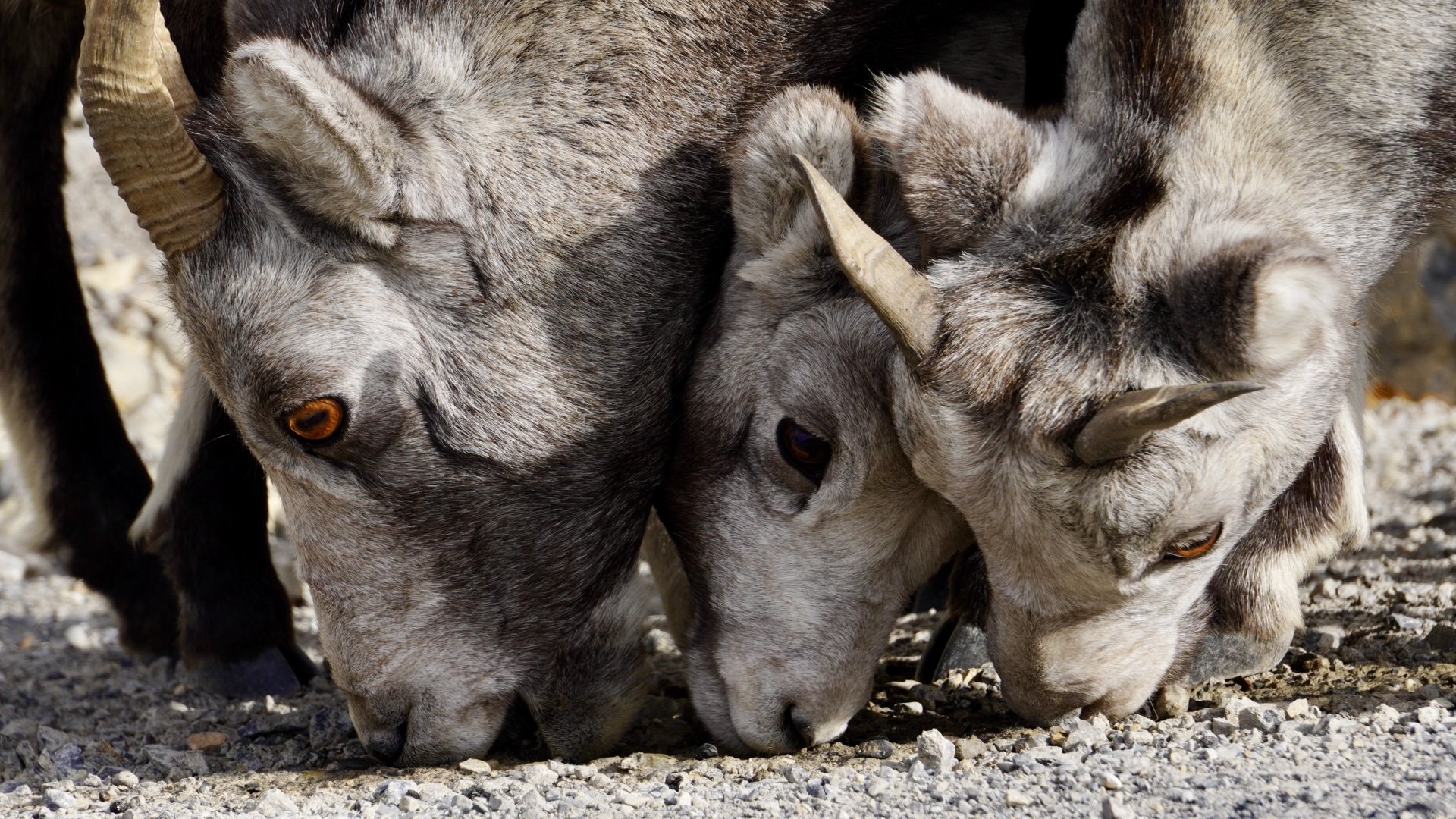 Alaska Highway, BC, 9.19.25