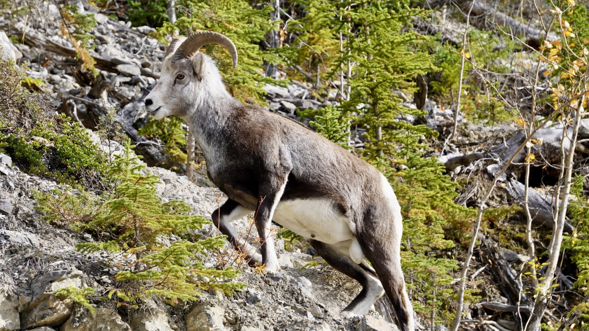 Alaska Highway, BC, 9.19.25