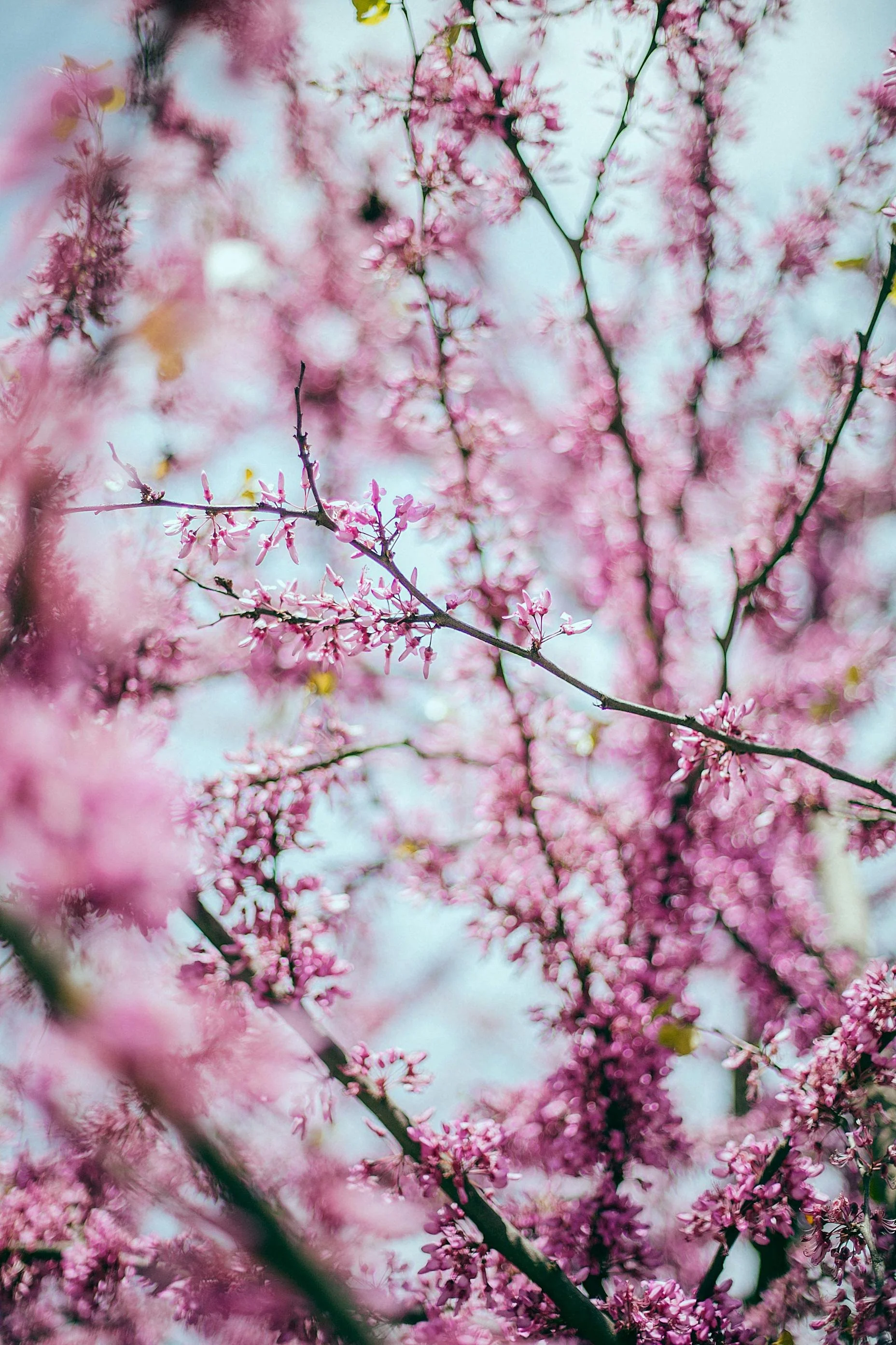 Close-up of pink cherry blossoms on tree branches