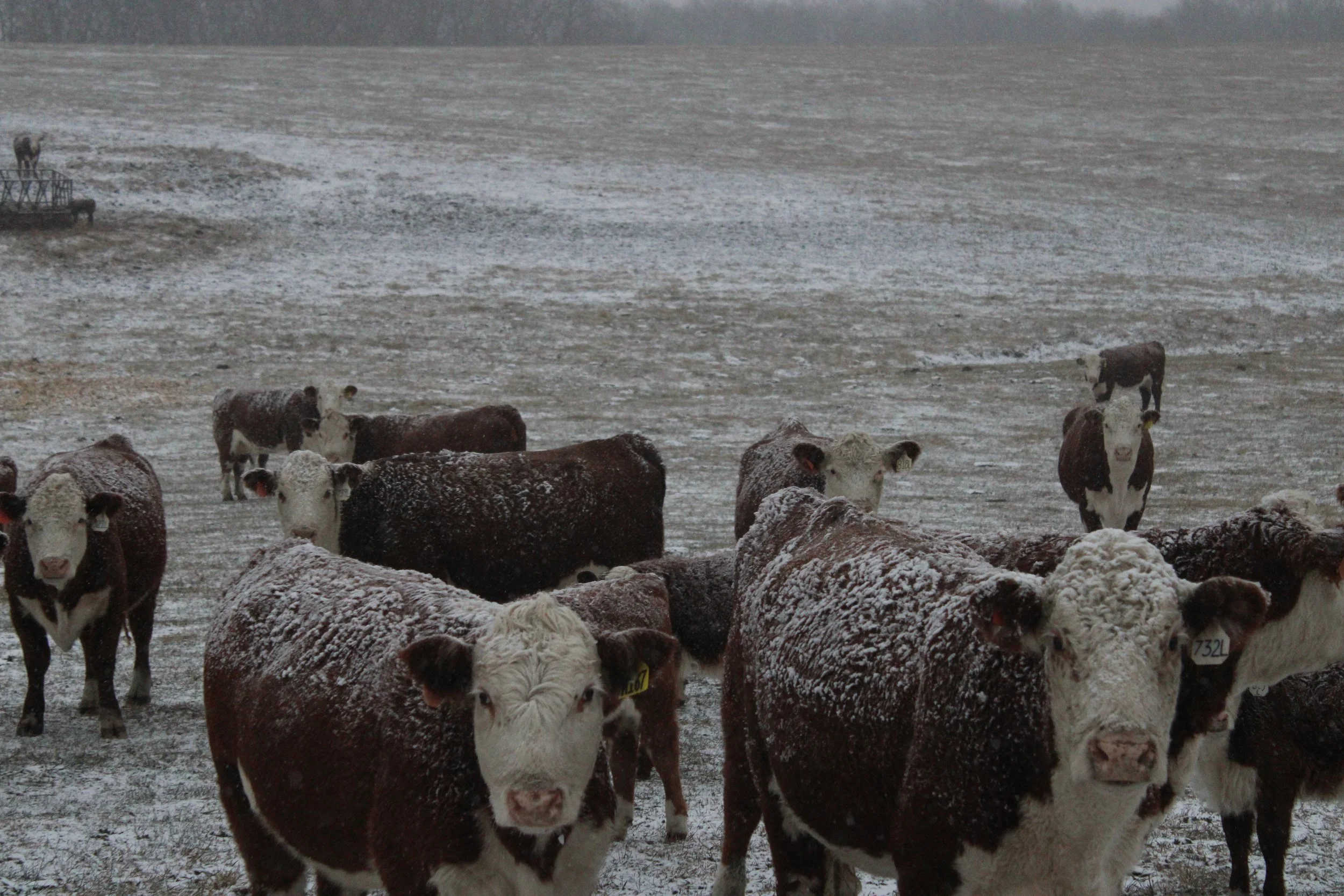Registered Herefords