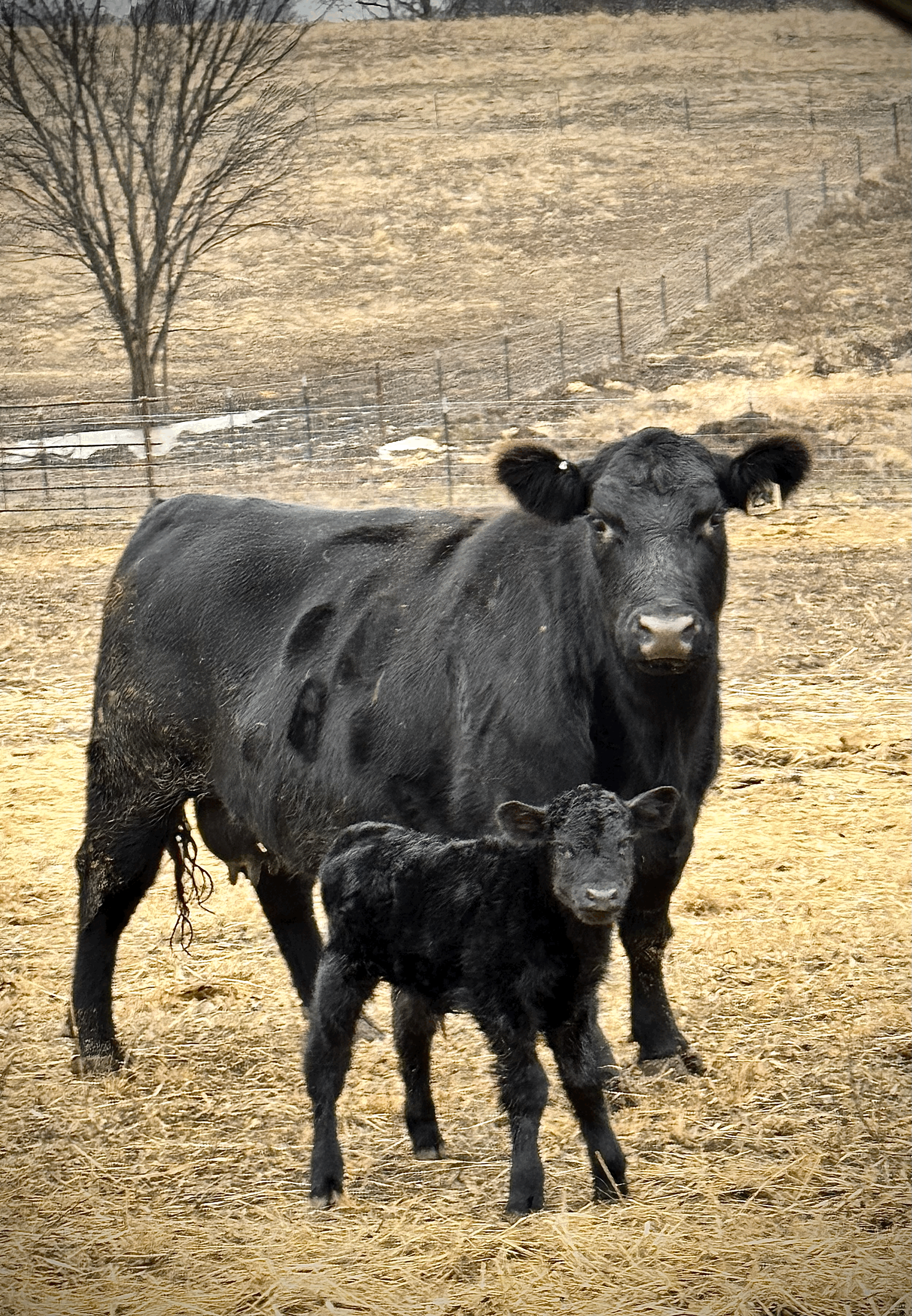 Registered Black Angus