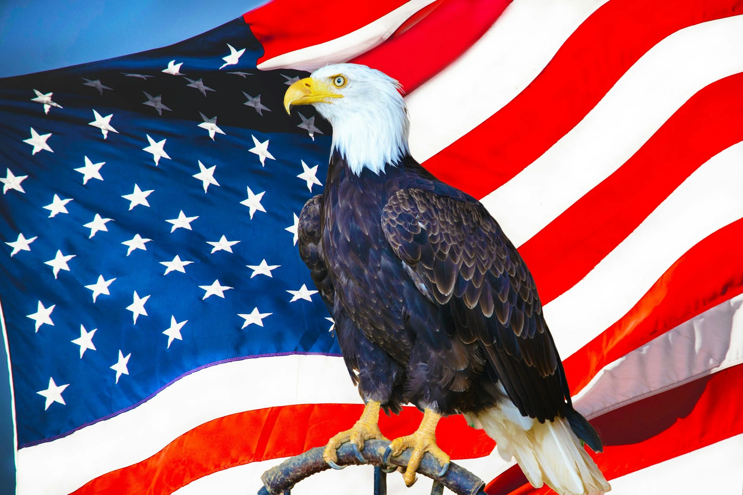 A bald eagle perched on a branch in front of an American flag.