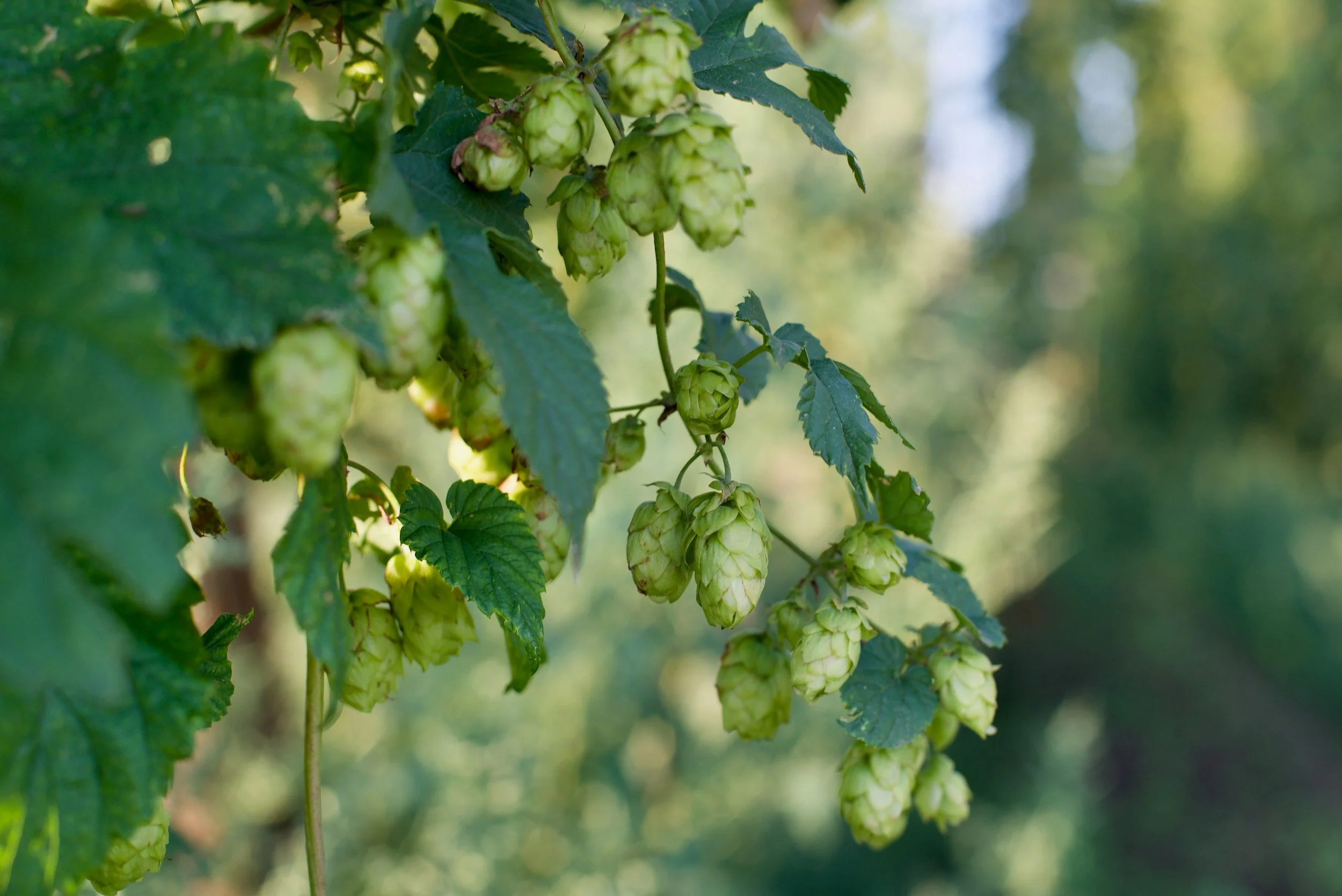 Close-up of green hop cones hanging on a vine with green leaves, outdoors on a sunny day.