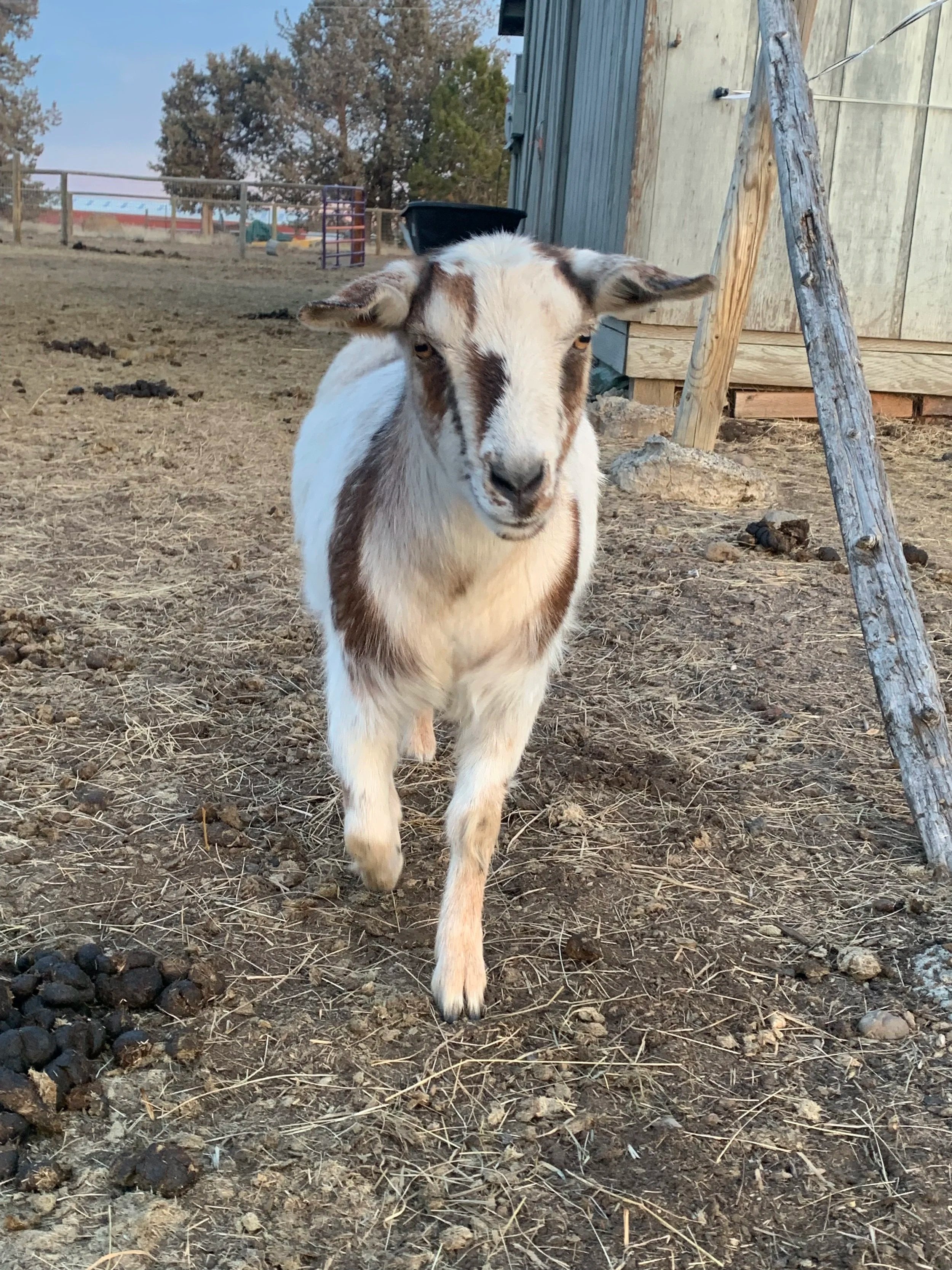 A young goat with white fur and brown patches, walking towards the camera on a dirt ground in a farmyard.