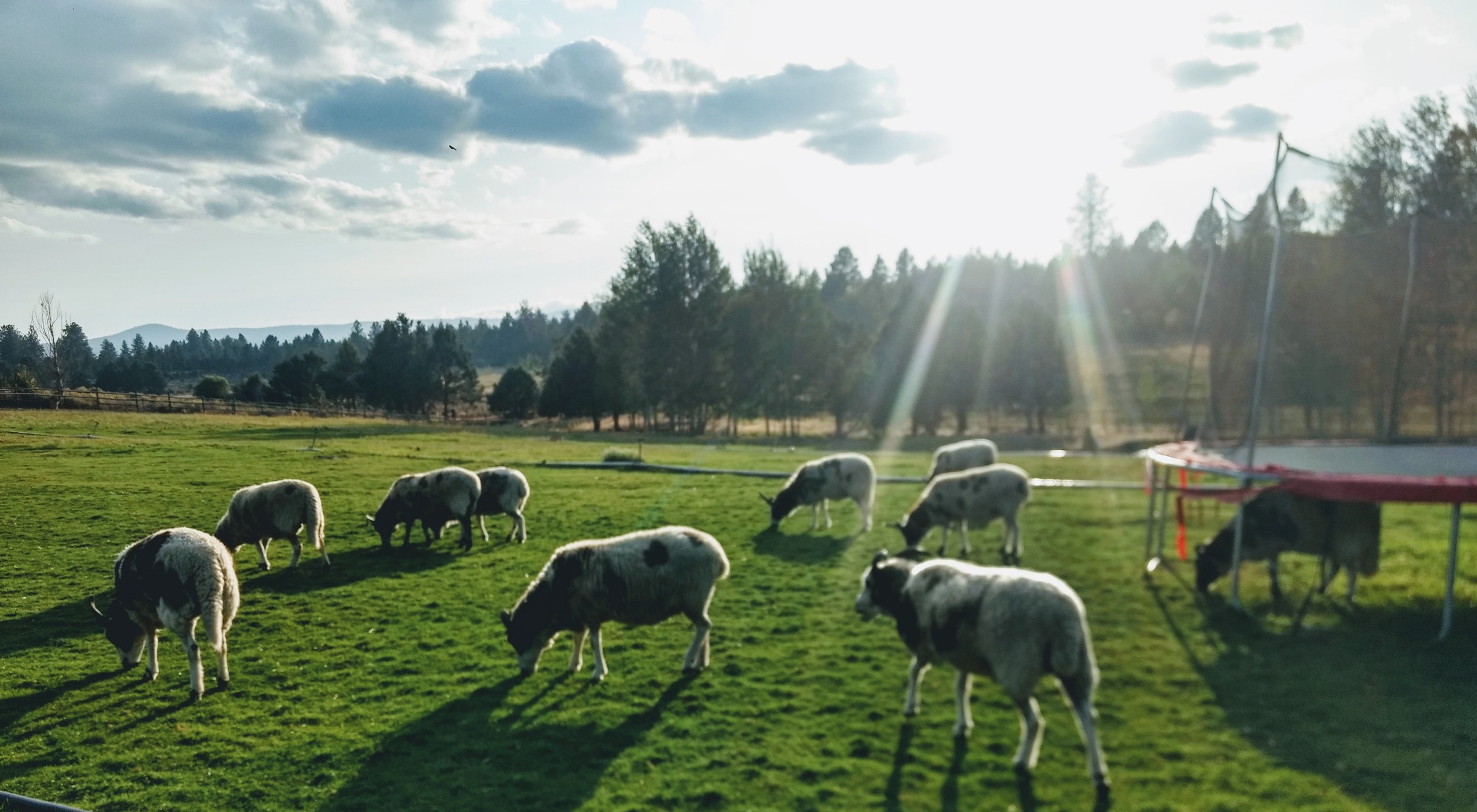 A group of sheep grazing on a lush green field with trees and mountains in the background, sunlight shining through clouds, and a trampoline near the sheep.