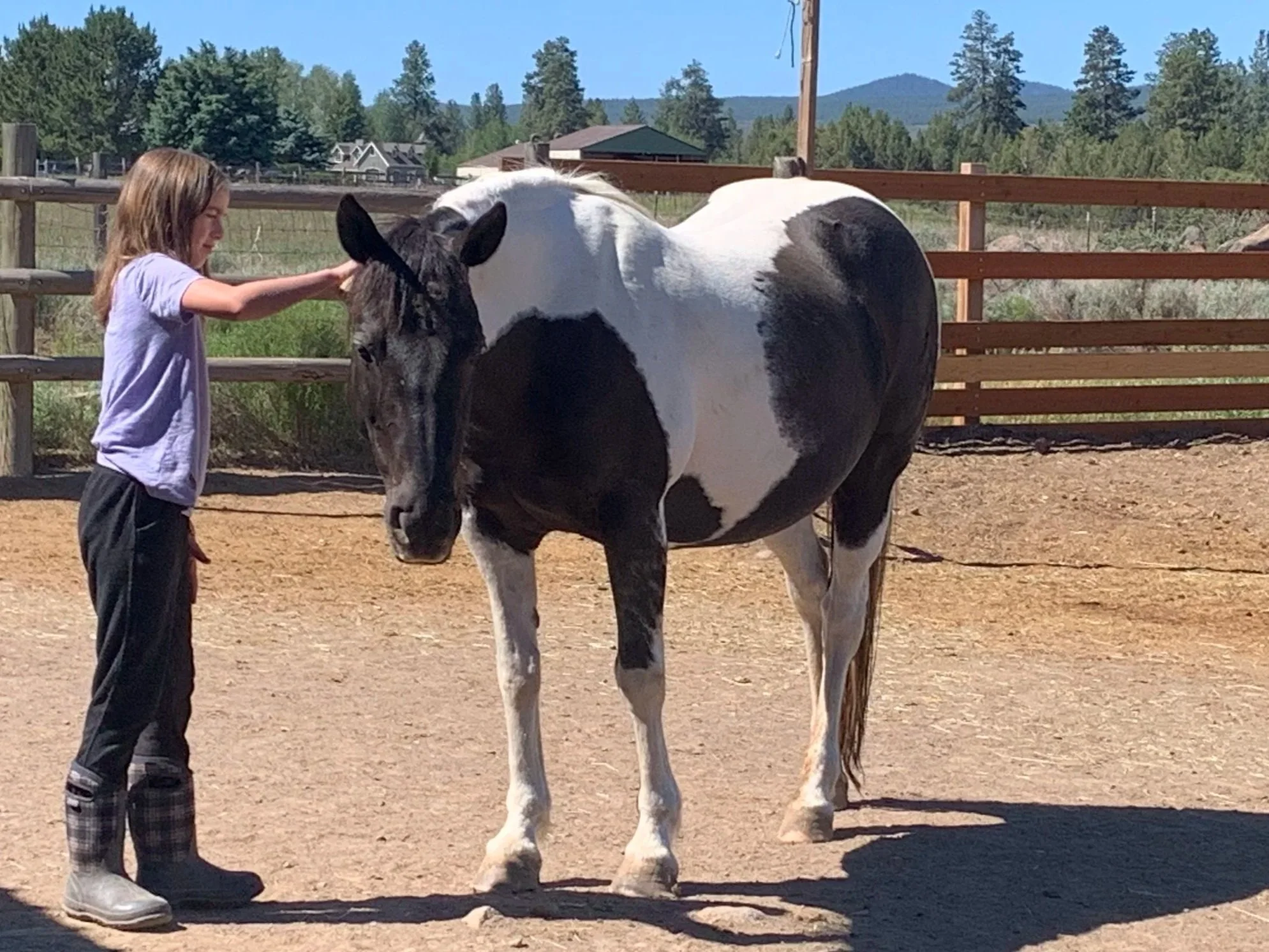 A young girl petting a black and white horse in a fenced outdoor area on a sunny day.