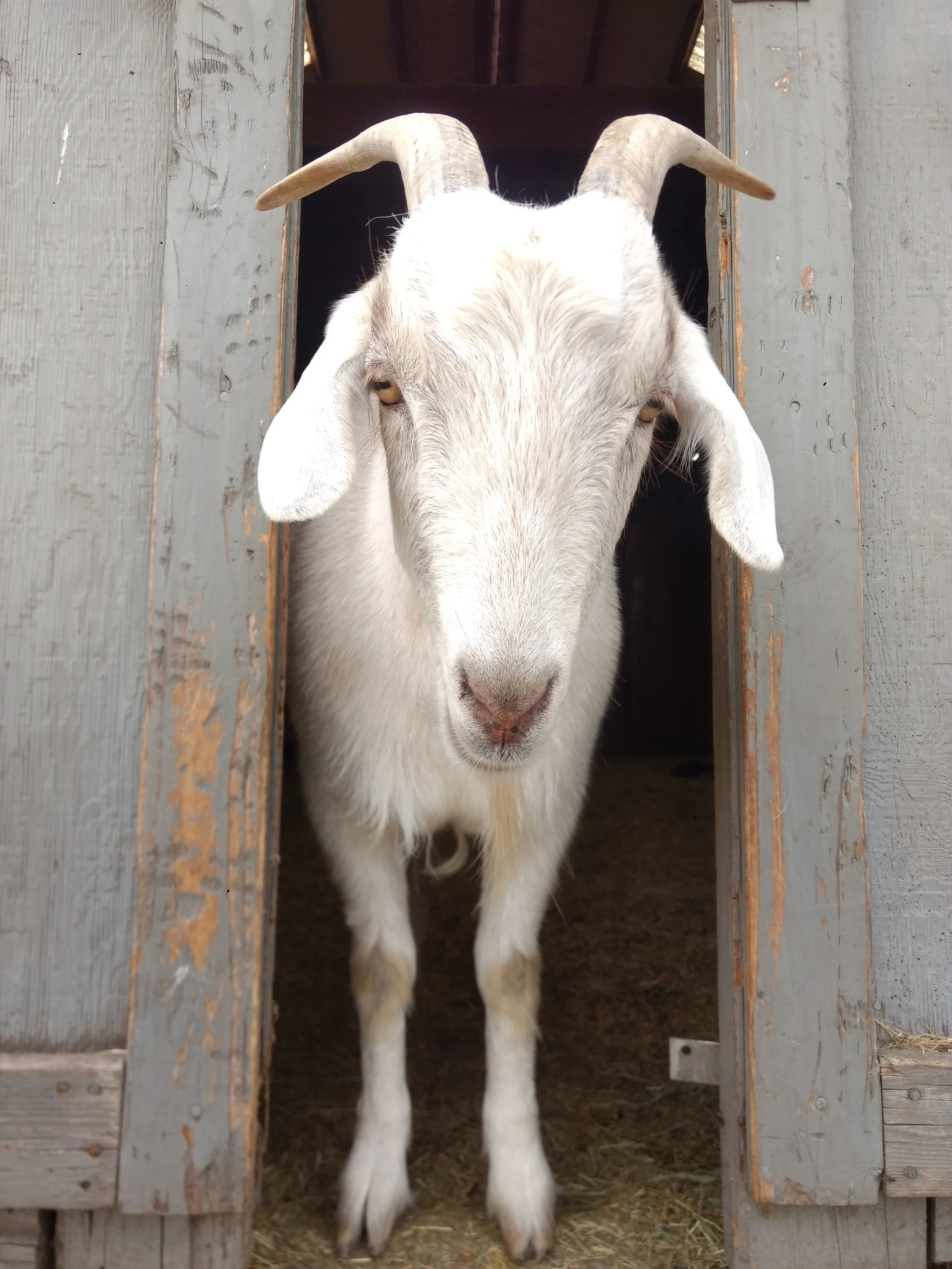 A goat with white fur and curved horns looking through a wooden barn door.