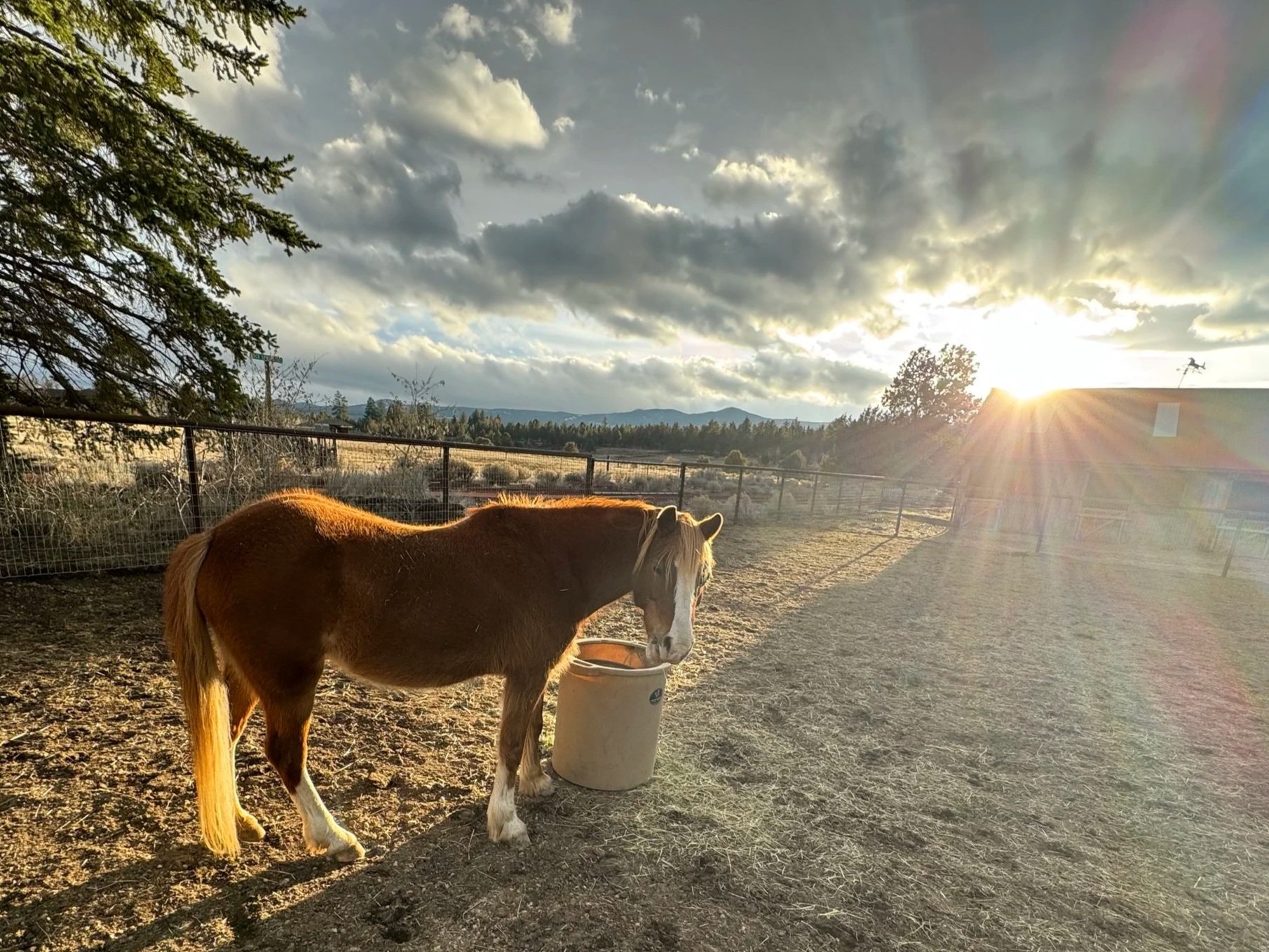A brown and white pony standing next to a bucket in an outdoor fenced enclosure, with the sun setting in the background and mountains visible in the distance.