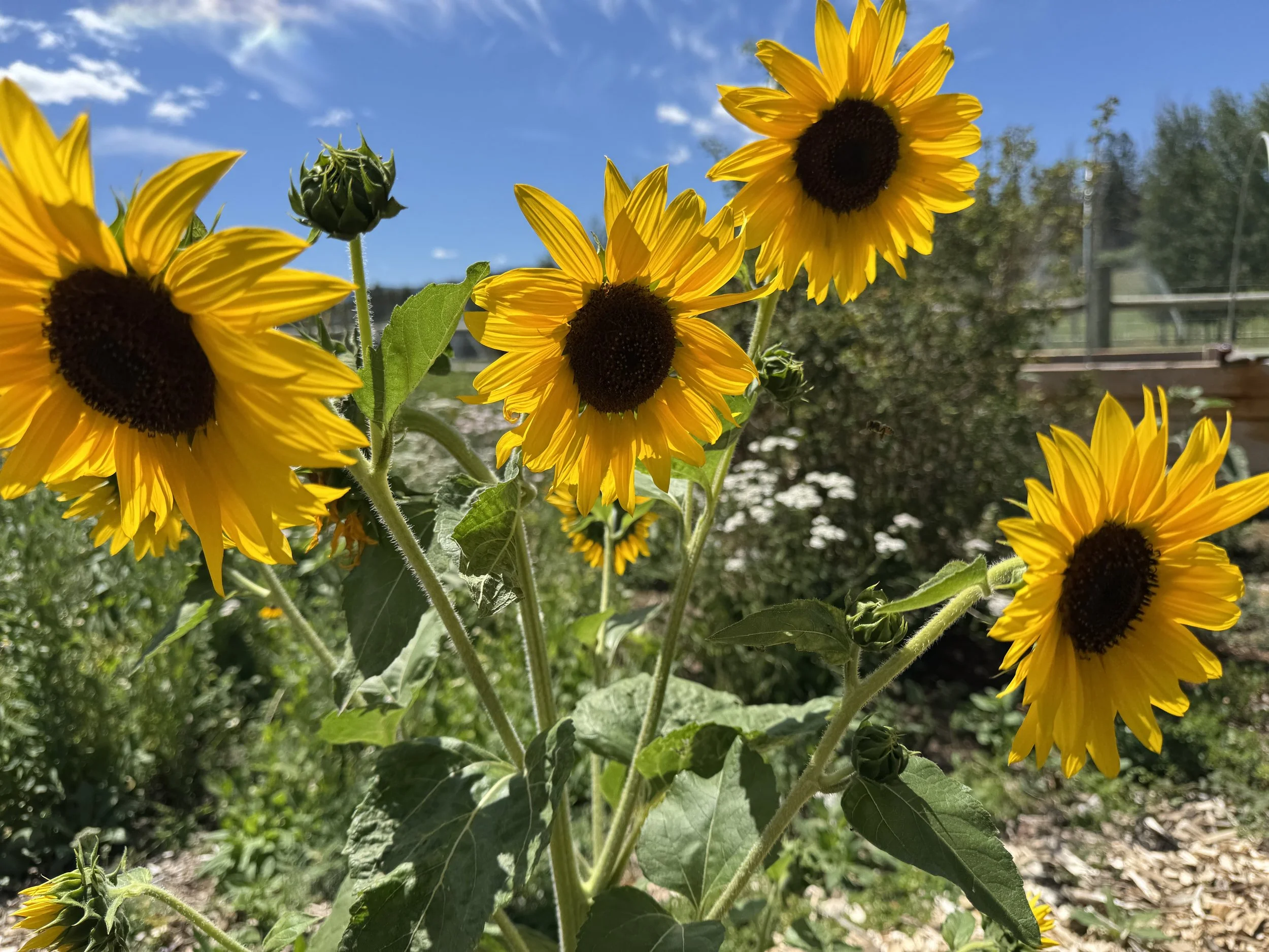 Week 1: Farm and Arts