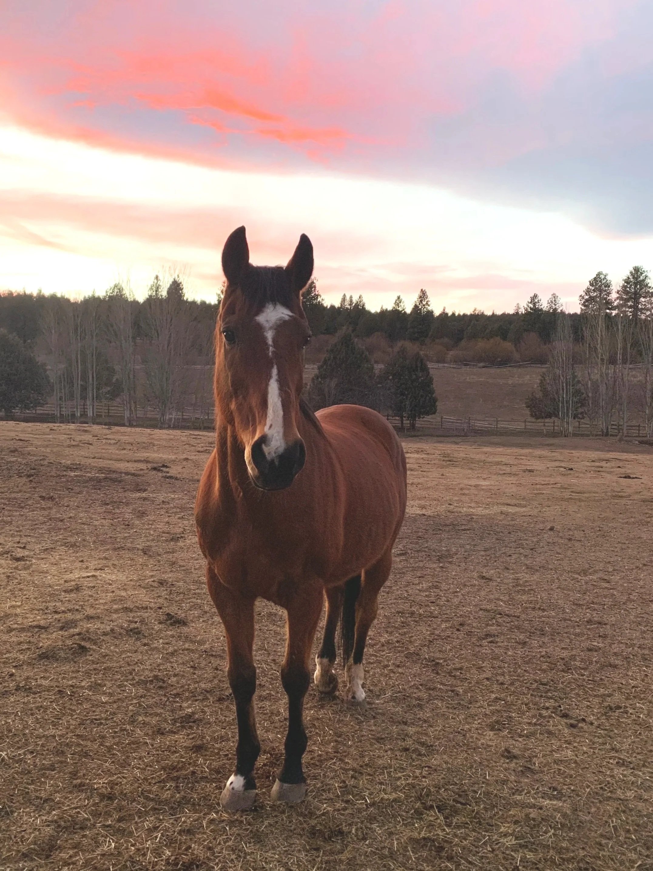 A brown horse with a white stripe down its face standing in an open field during sunset with pink and orange clouds in the sky and trees in the background.